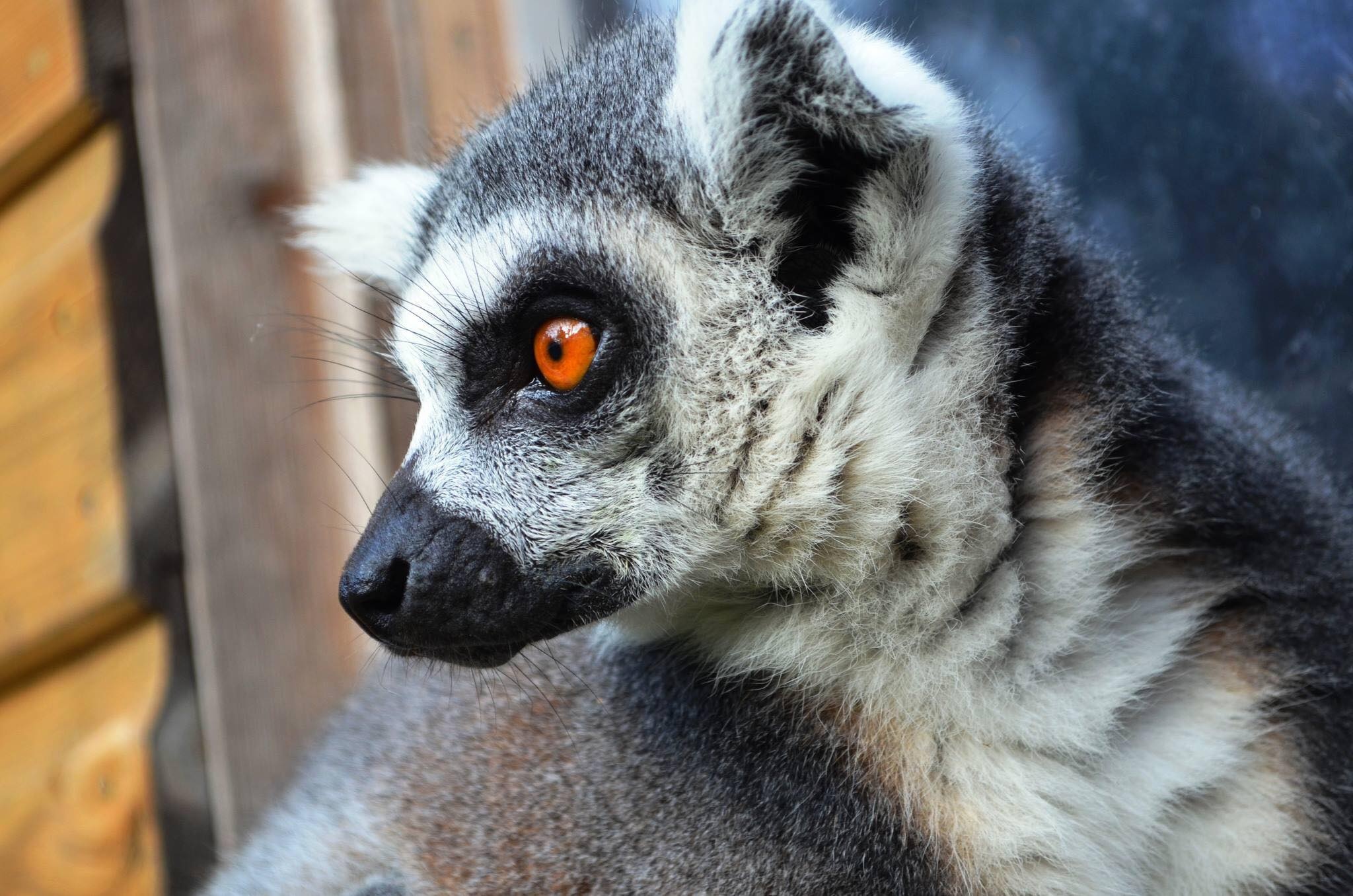 Ring Tailed Lemur, Animals, Care for us lemur, Wild welfare, 2050x1360 HD Desktop