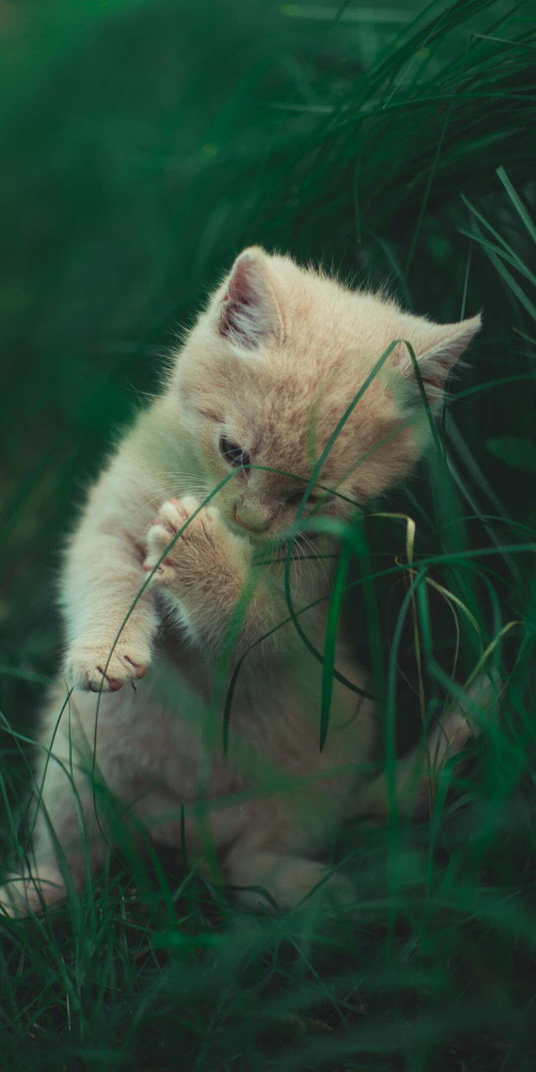 Kitten: Felis catus, Good at detecting movement in low light. 1080x2160 HD Wallpaper.