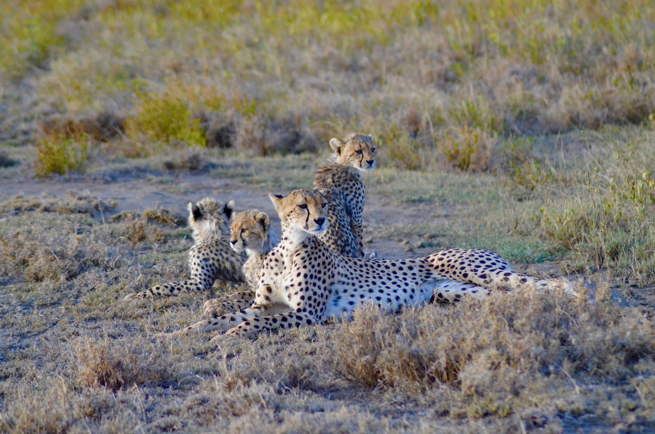 Reise durch die weiten Landschaften der Serengeti, 2280x1510 HD Desktop