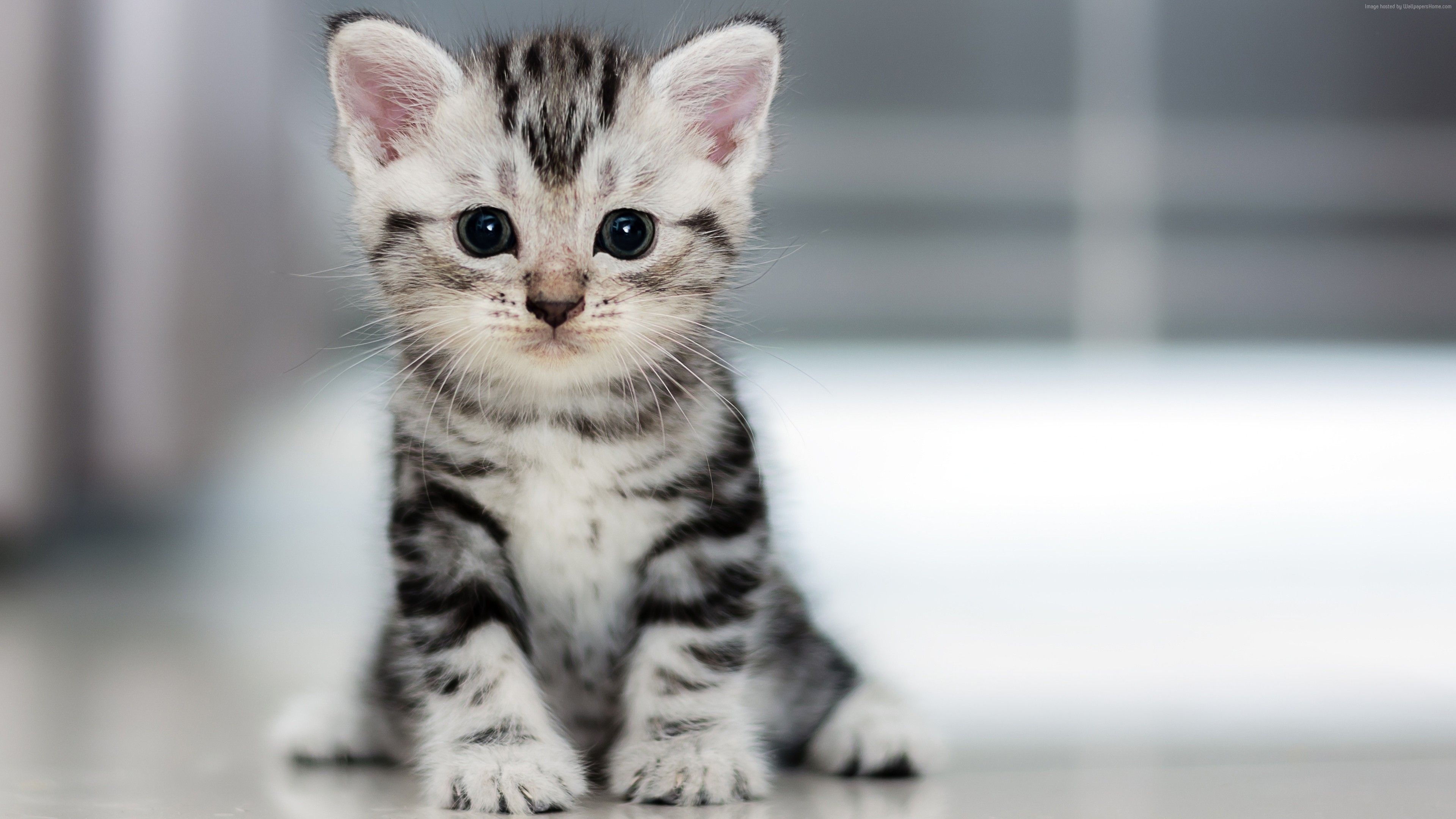 Kitten animal wallpapers, Playful furballs, Adorable companions, Feline friends, 3840x2160 4K Desktop