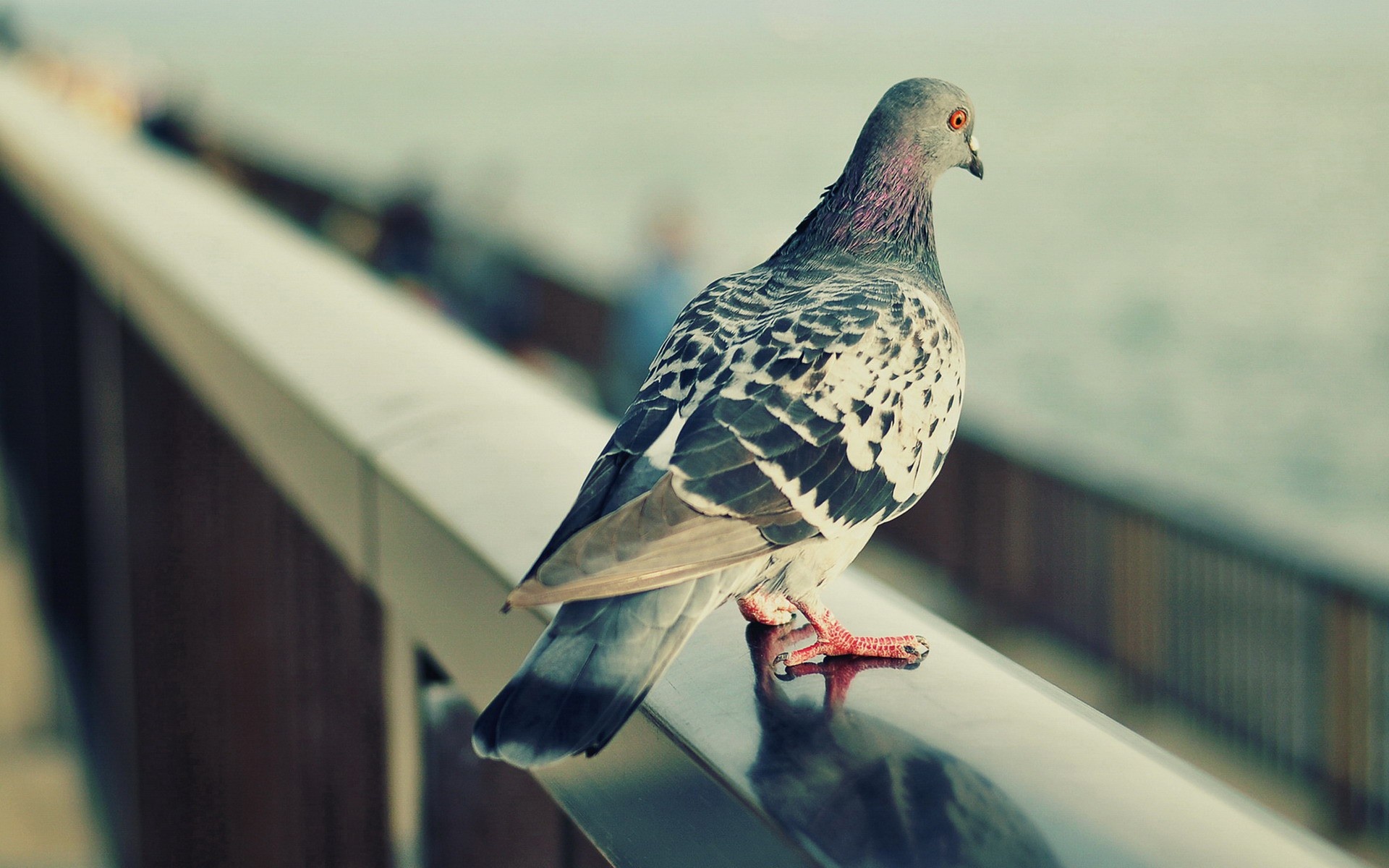 Pigeon: The rock dove can be found in urban areas around the world. 1920x1200 HD Wallpaper.