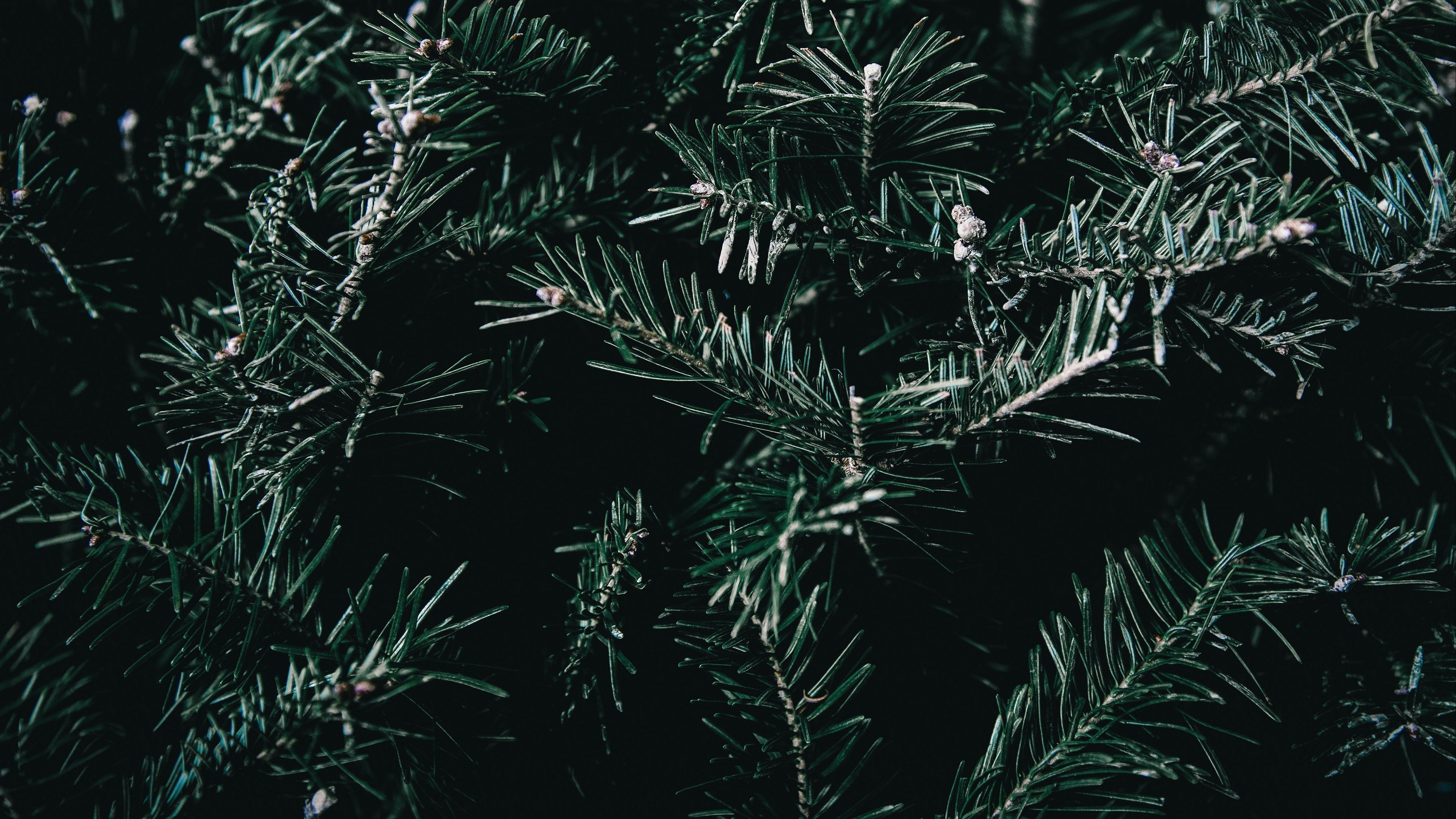 Spruce branches, Nature wallpaper, 3840x2160 4K Desktop