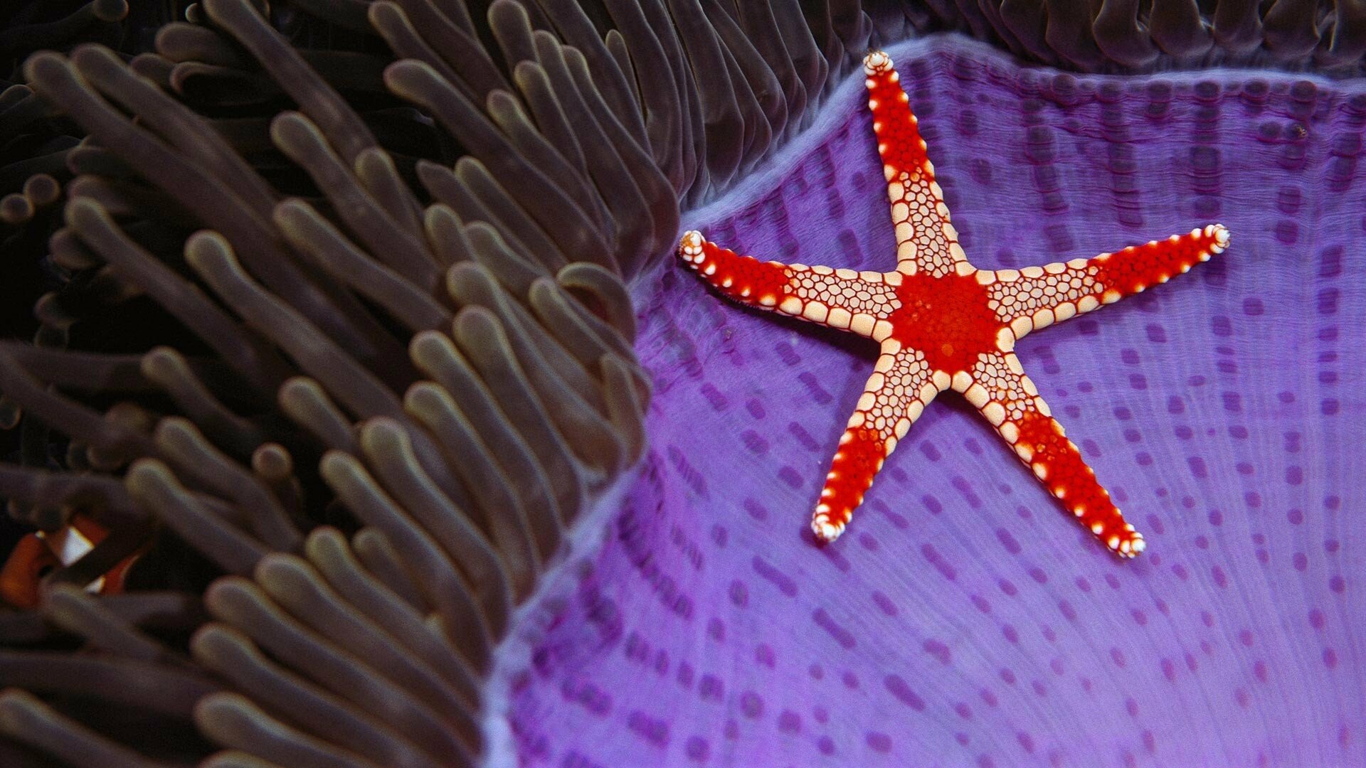 Starfish: underwater, Sea, Nature, Starfish, Fish, Animals, Coral HD Wallpapers /  Desktop and Mobile Images \u0026 Photos. 1920x1080 Full HD Wallpaper.