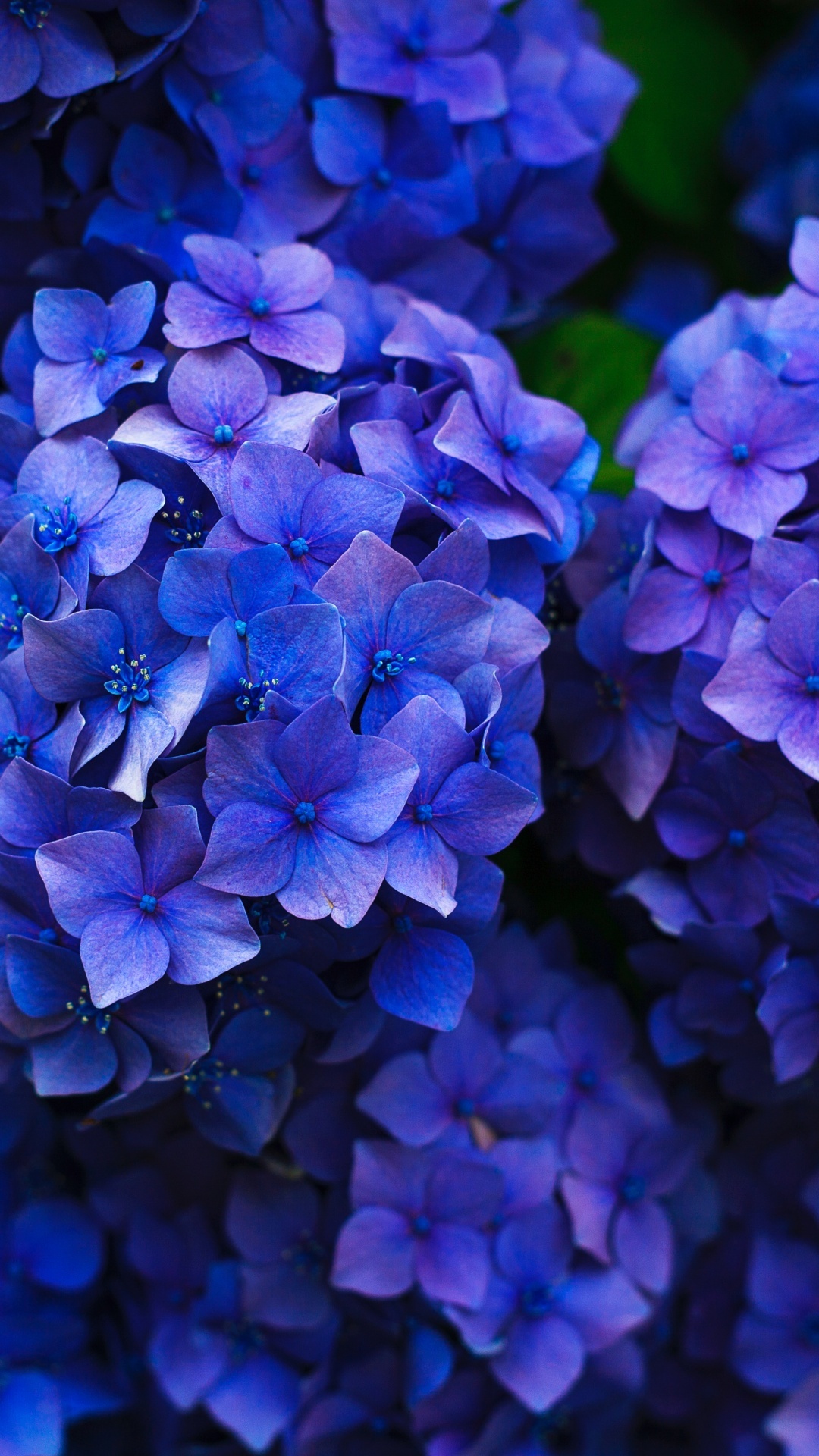 Hydrangea wallpapers, Android mobile, Full HD, Floral beauty, 1080x1920 Full HD Handy