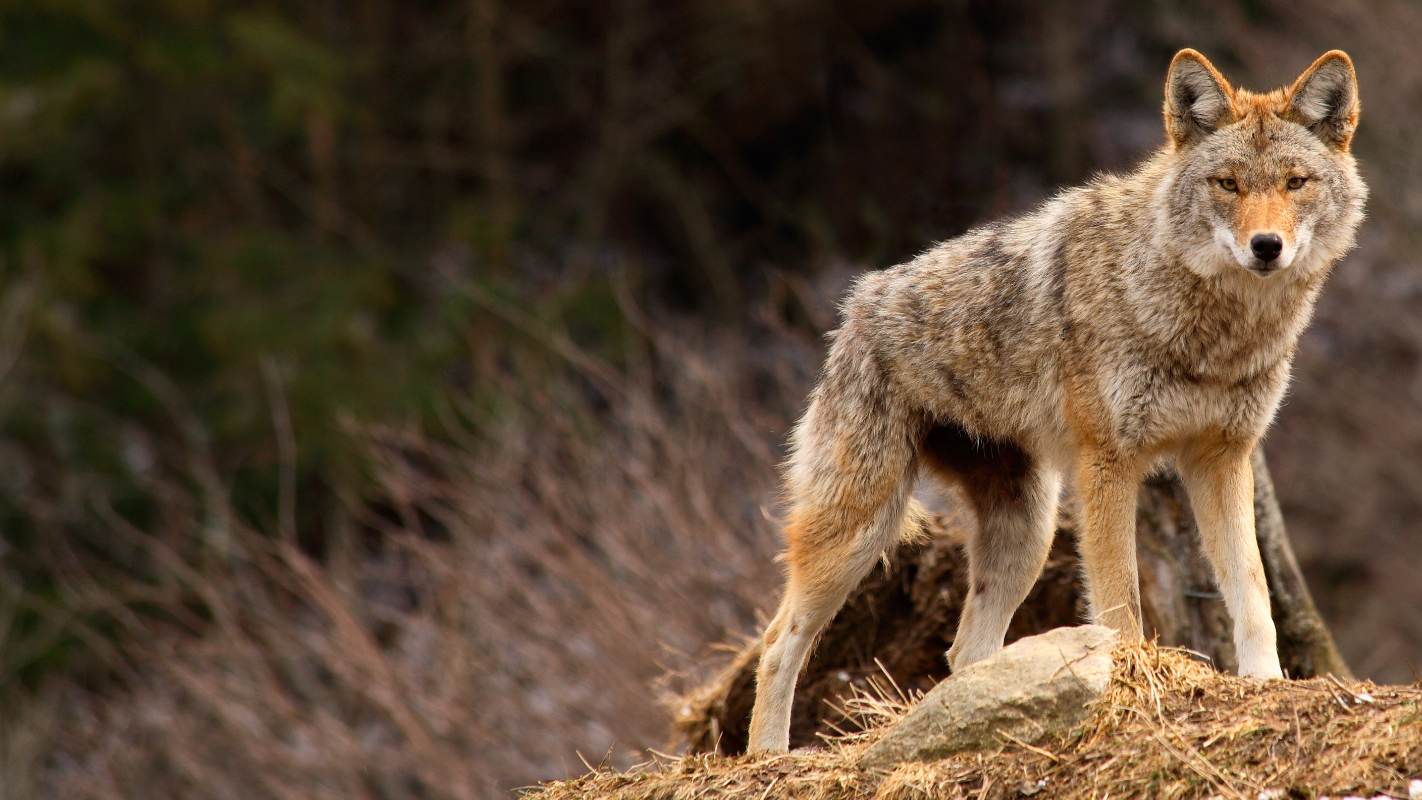 Coyote, Track identification, Wildlife footprints, Nature's clues, 2820x1590 HD Desktop