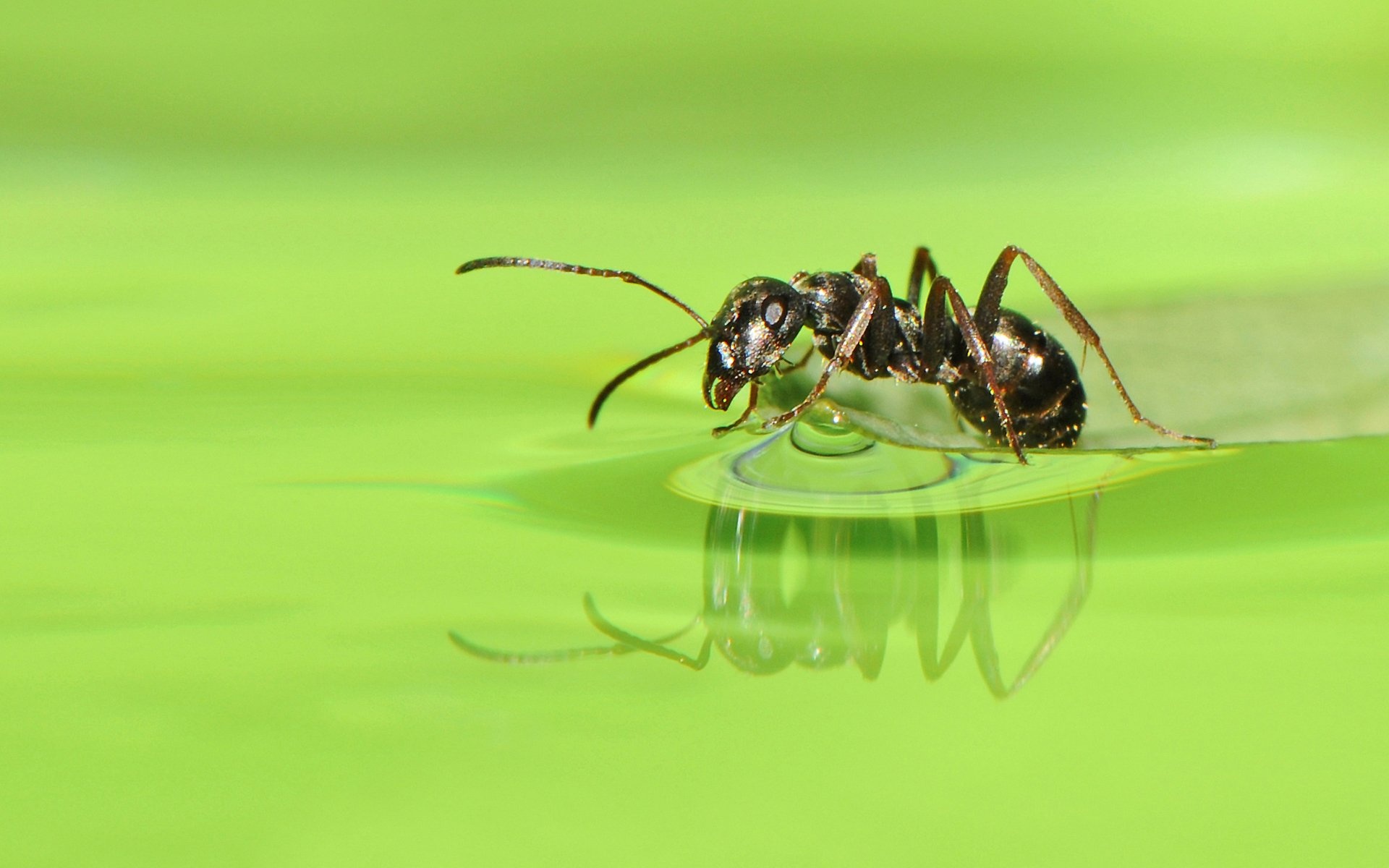 Ant wallpaper, Dynamic ant image, Eye-catching design, Perfect for screens, 1920x1200 HD Desktop