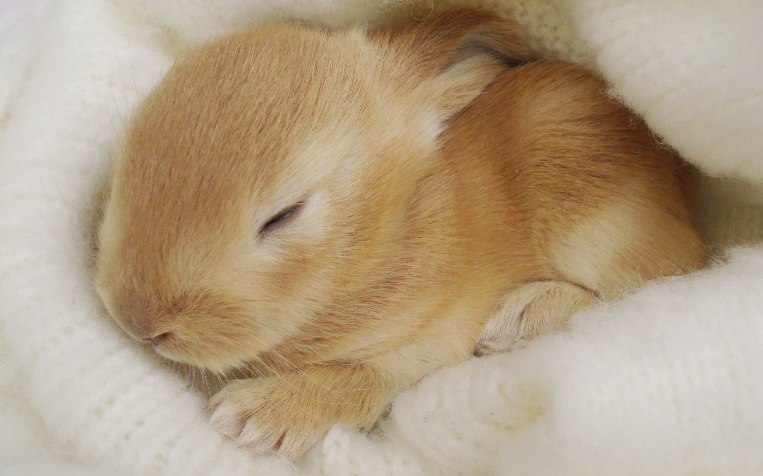 Rabbit: Small, furry mammal. 2560x1600 HD Wallpaper.