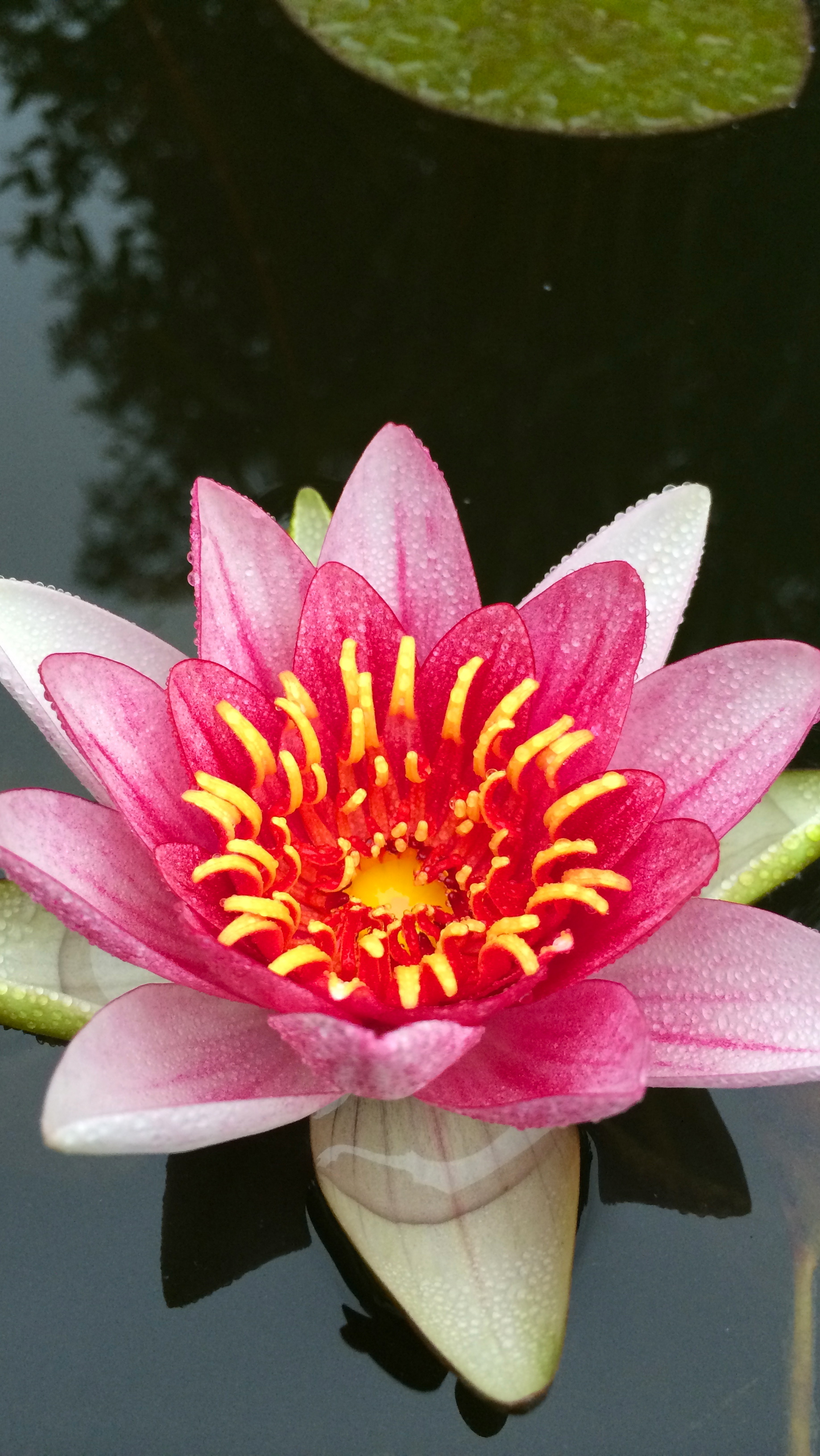 Nature, wallpapers, water lily, week, 1840x3270 HD Handy
