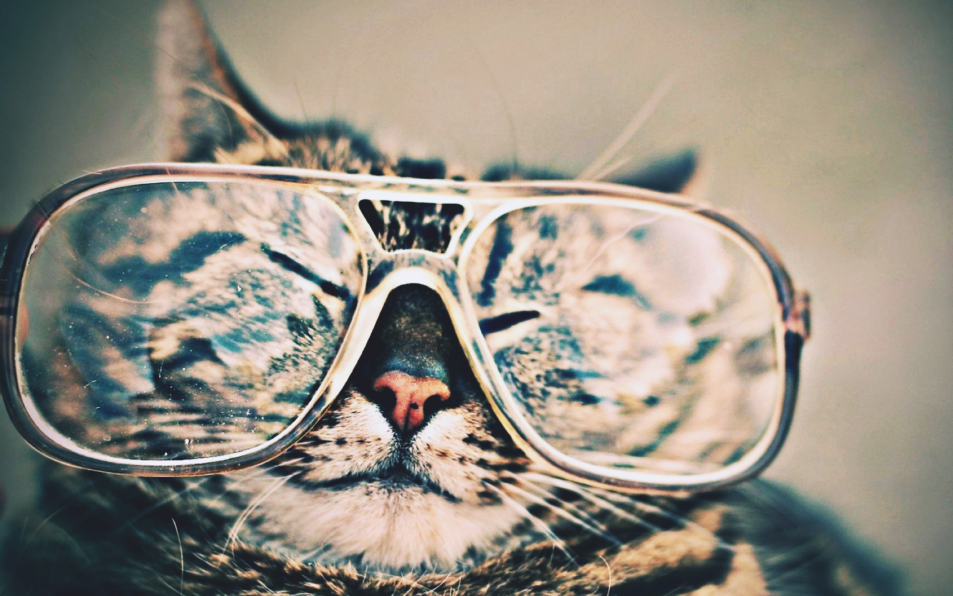 Cat, Glasses, Funny, Macro, 1920x1200 HD Desktop