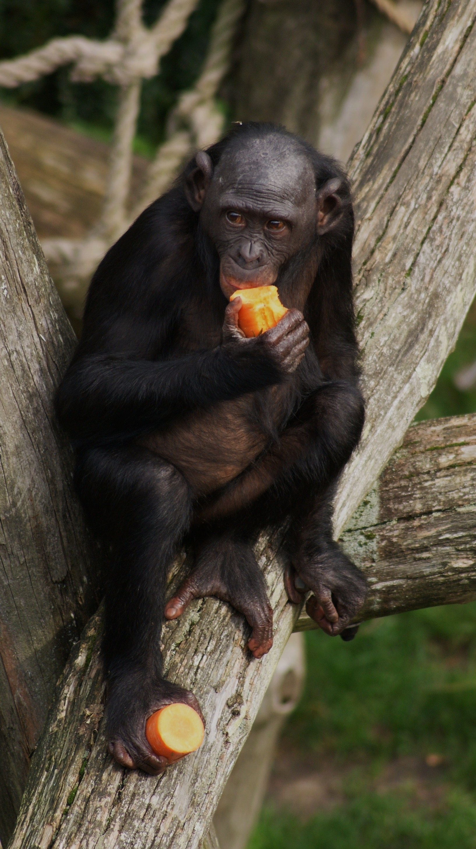 Bonobo, Wild bonobo photography, Alluring black monkey, Downloadable animal imagery, 1640x2920 HD Handy