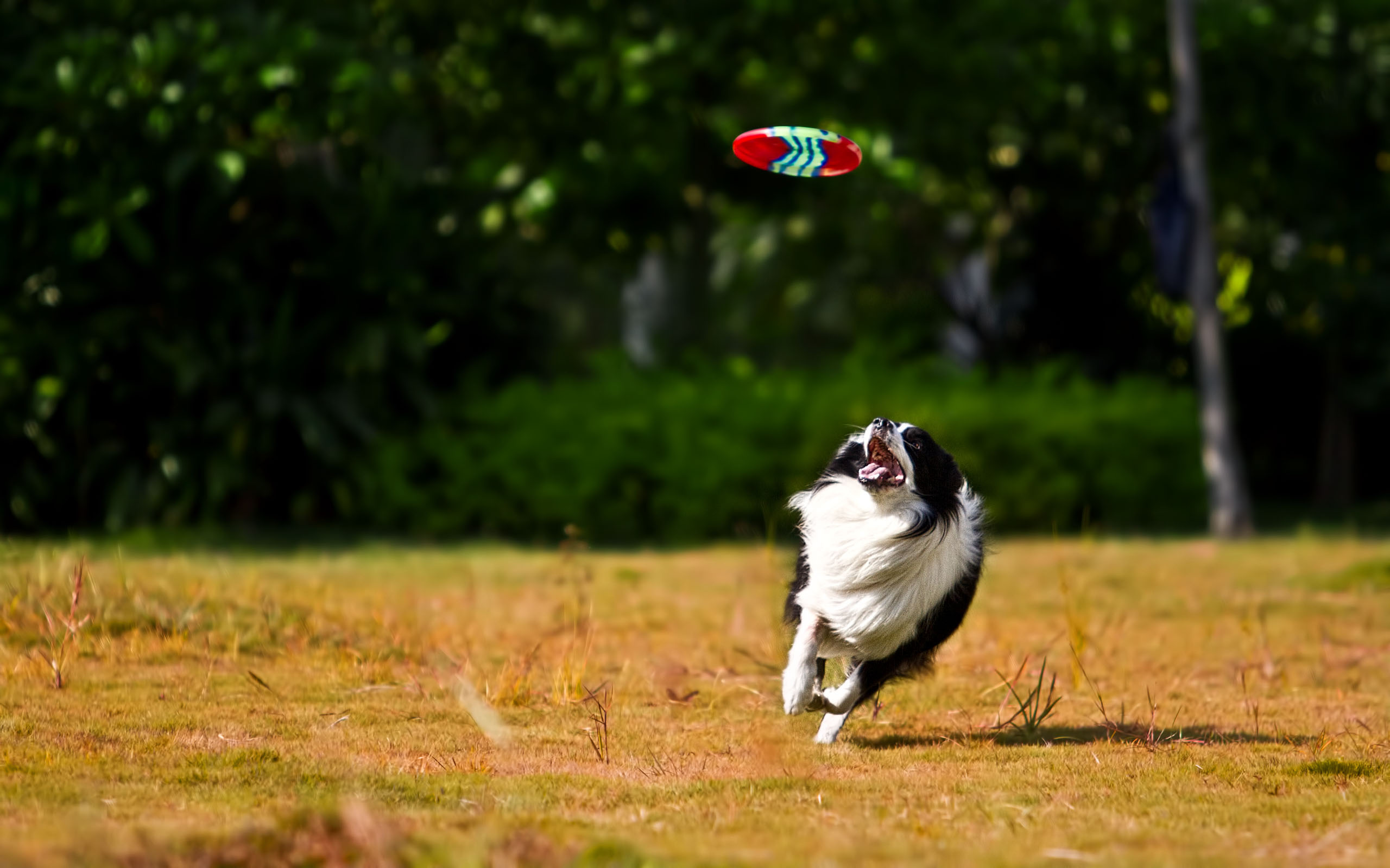 Flying Disc Sports: Distance Catching, Frisbee Throwers, Flyer Fetching Disc, Dog Toy Frisbee. 2560x1600 HD Wallpaper.