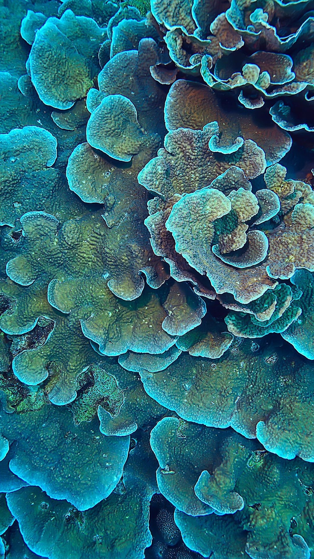 Coral Sea, Colorful coral, Underwater life, Marine beauty, 1080x1920 Full HD Phone