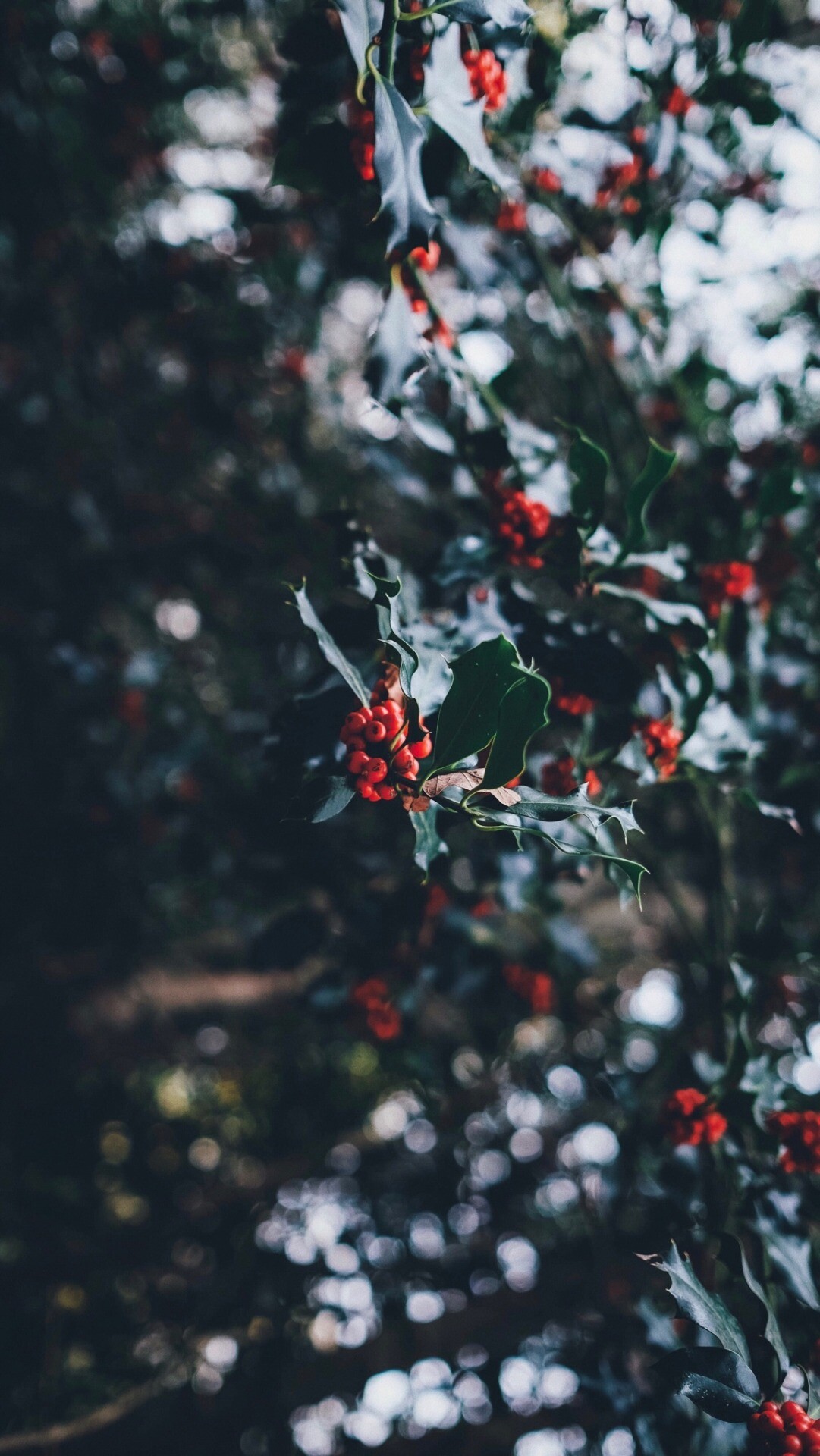 Mistletoe: Grows on a wide range of host trees, Branch, Holidays, Wintertime. 1090x1920 HD Wallpaper.