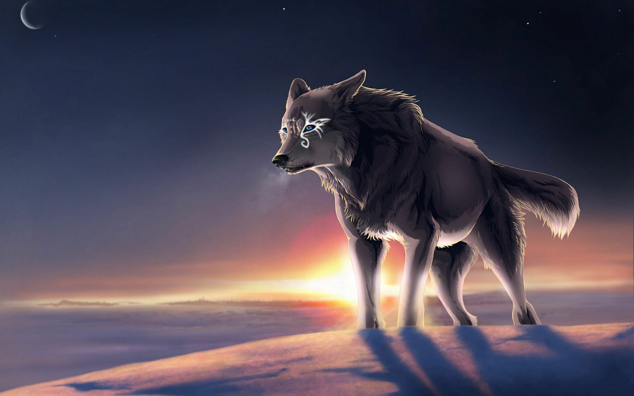 Wolf: Wolves in northern climates can rest comfortably in open areas at −40 C by placing their muzzles between the rear legs and covering their faces with their tail. 2500x1570 HD Background.