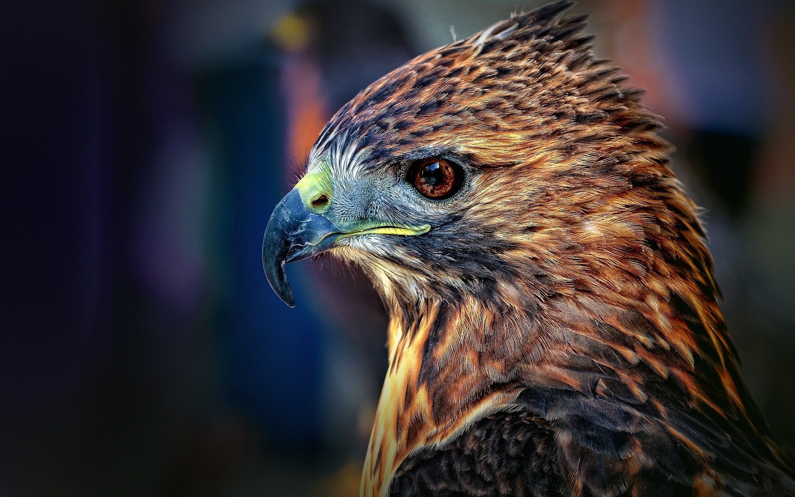 Hawk wallpapers, Free hawk backgrounds, Bird, Wildlife, 2560x1600 HD Desktop