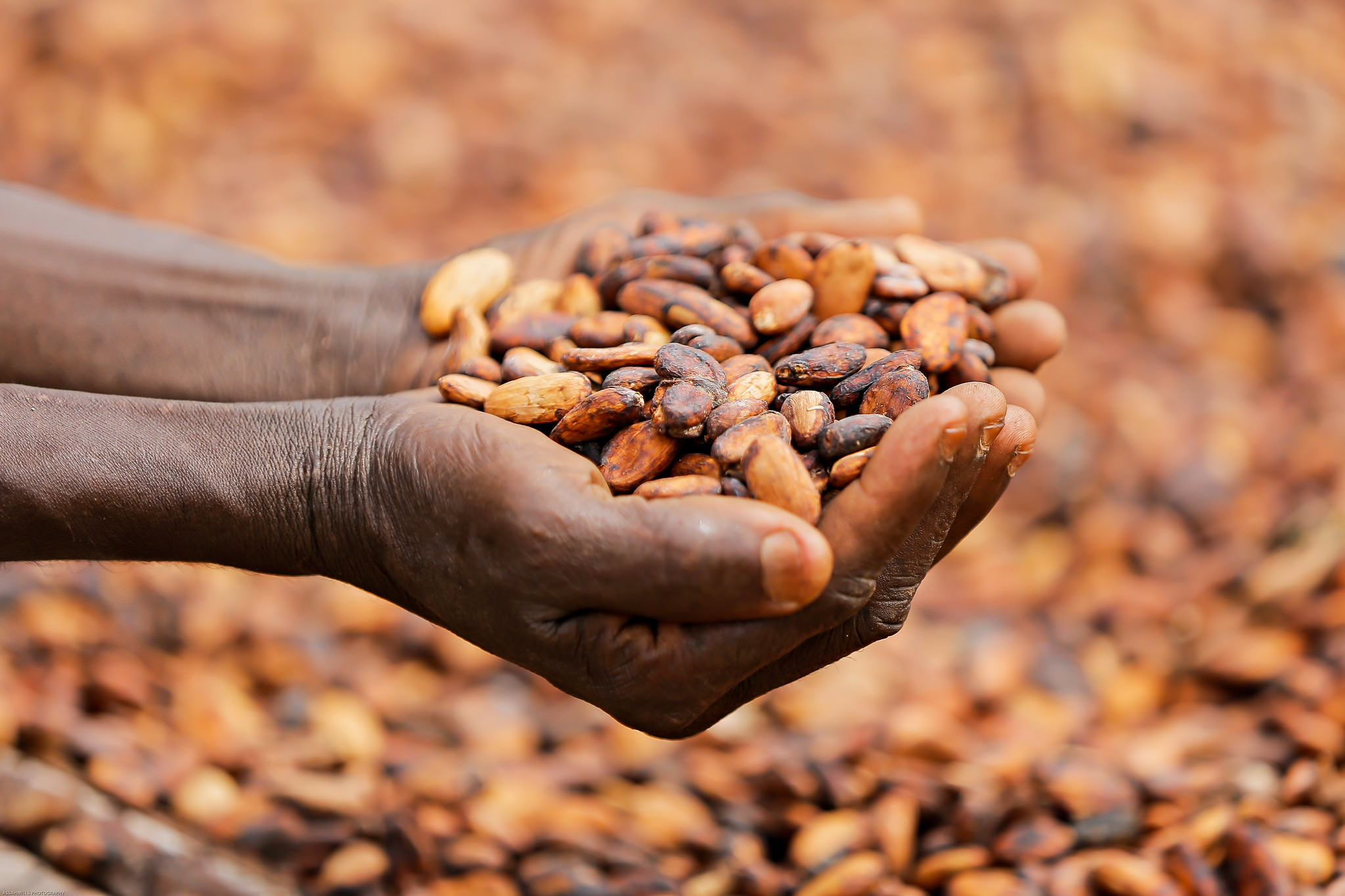Africa cocoa fund, Call for applications, Rainforest Alliance, Q&A, 2050x1370 HD Desktop