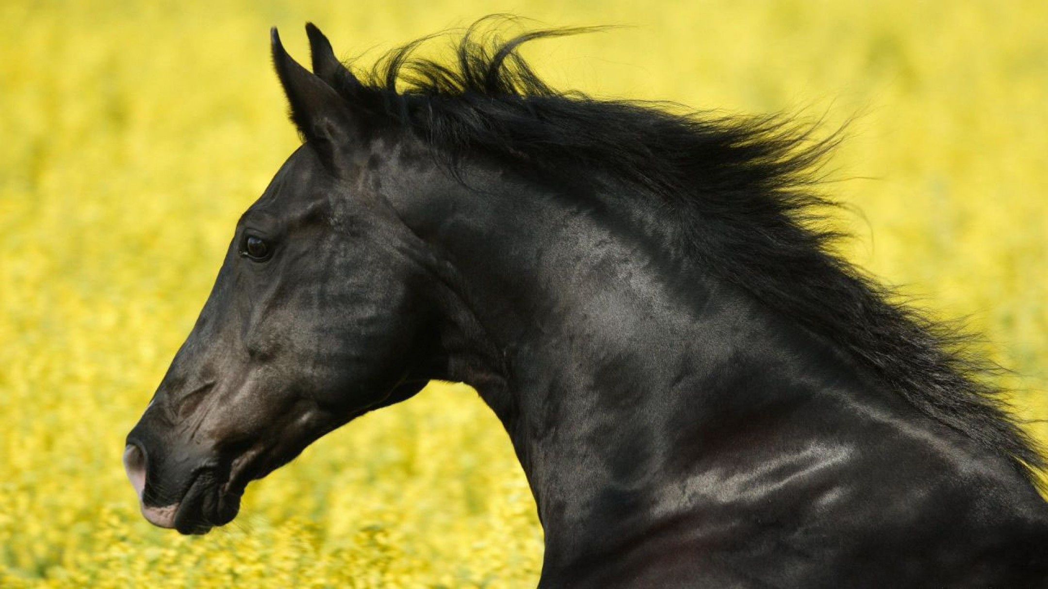 Horse: Belgian Black, originates in the province of Friesland in the northern Netherlands. 2160x1220 HD Wallpaper.