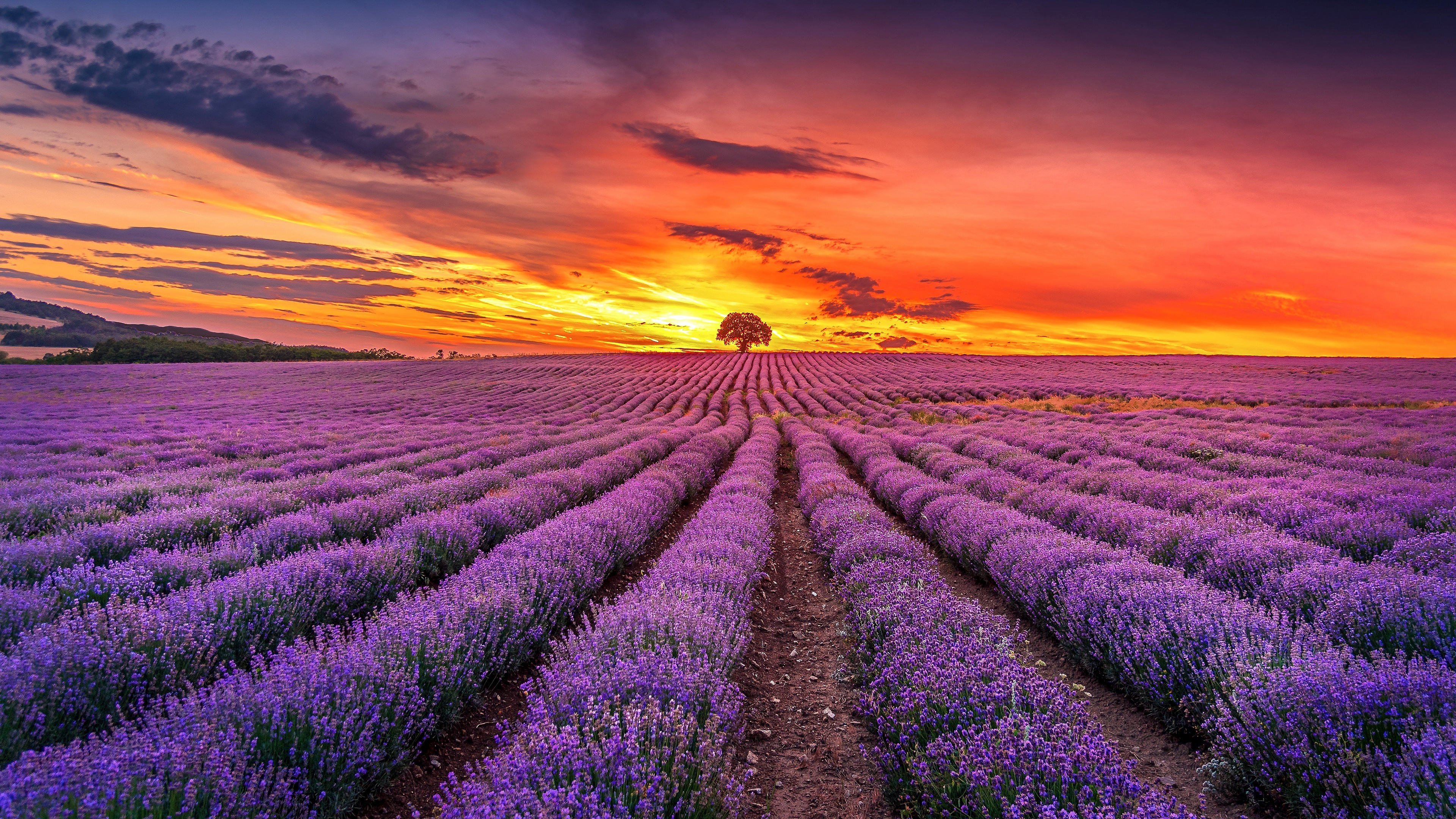 4k lavender wallpapers, Background images, Lavender fields, Nature's charm, 3840x2160 4K Desktop