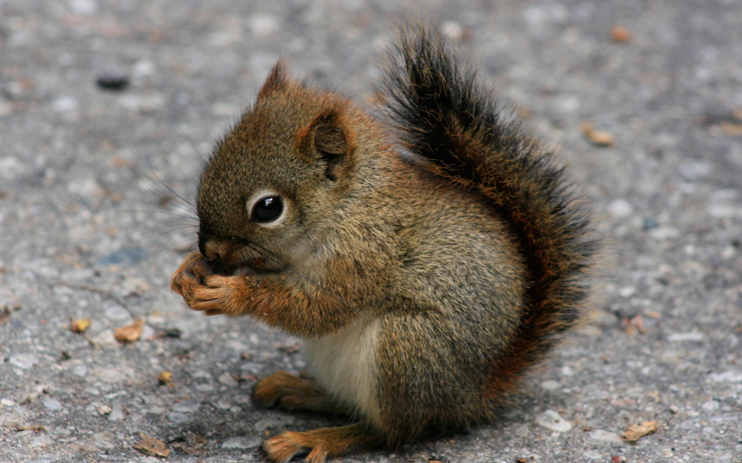 Squirrel: Sciurus vulgaris, Found in both coniferous forest and temperate broadleaf woodlands. 2560x1600 HD Wallpaper.