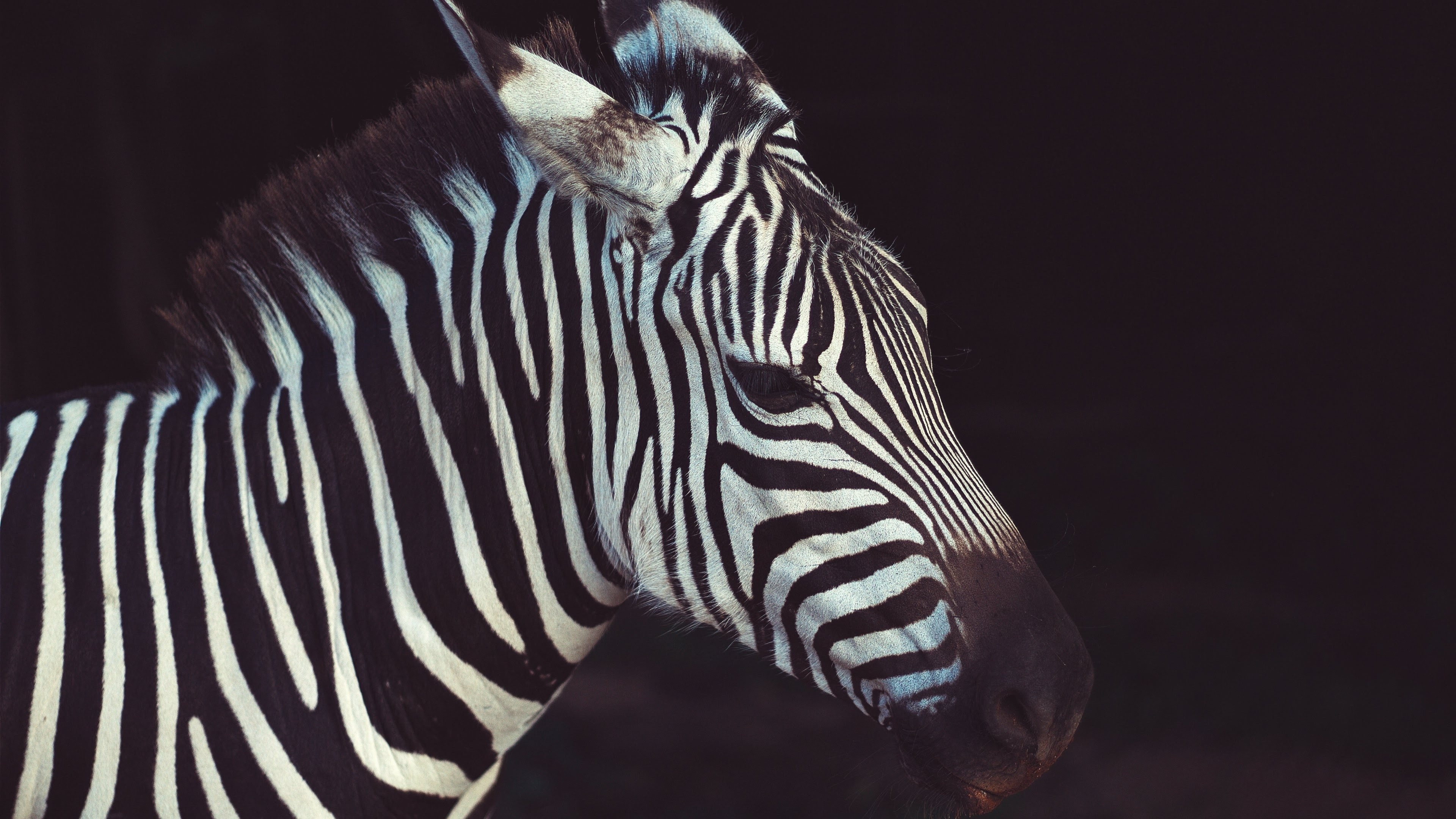 Close-up zebra profile, Detailed animal visuals, Striking zebra photography, High-resolution wallpaper, 3840x2160 4K Desktop