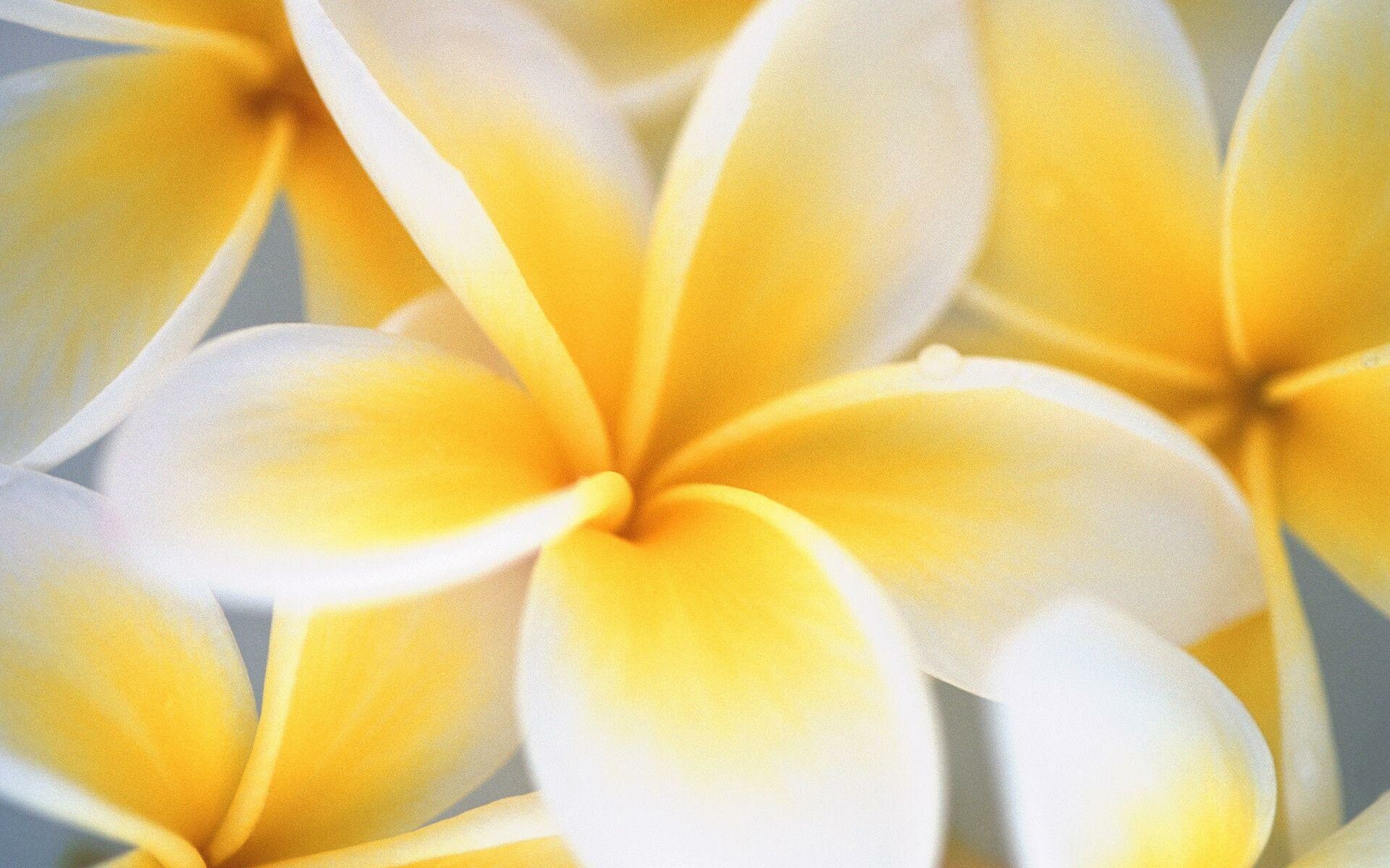 Frangipani Flower: A plumeria’s deep-green, long, leathery leaves grow in dense clumps at the tips of its branches. 1920x1200 HD Background.