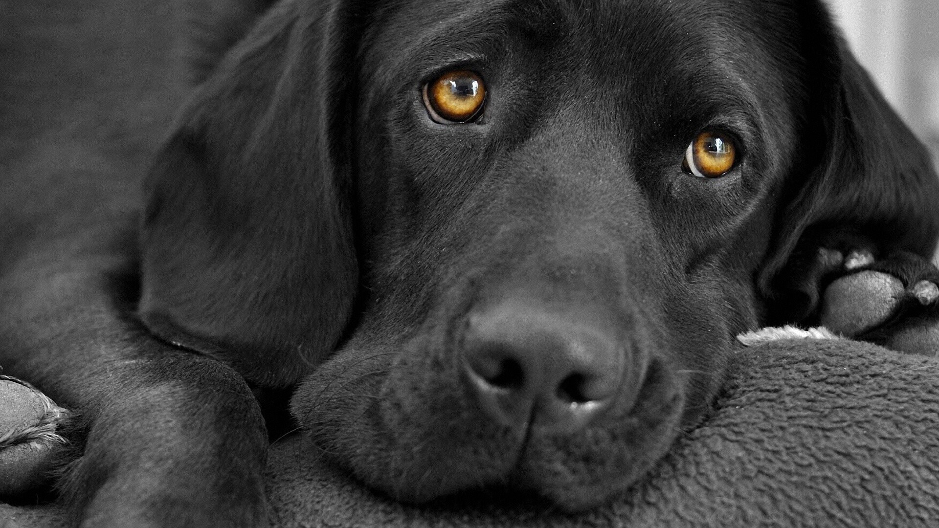 Labrador Retriever: The breed descended from St. John's water dogs. 1920x1080 Full HD Wallpaper.
