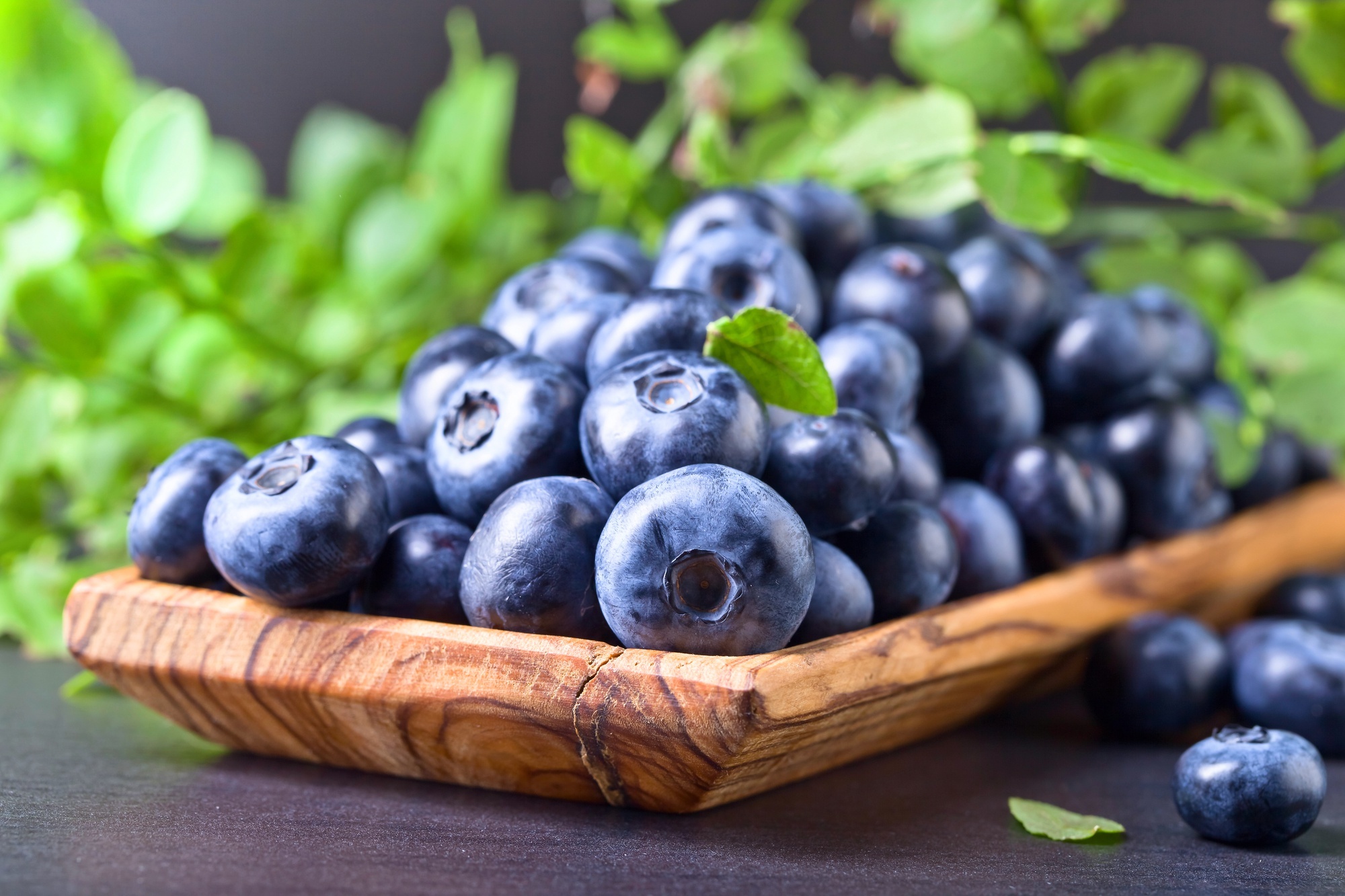 HD blueberry wallpaper, Luscious berries, Decorative background, Visual delight, 2000x1340 HD Desktop