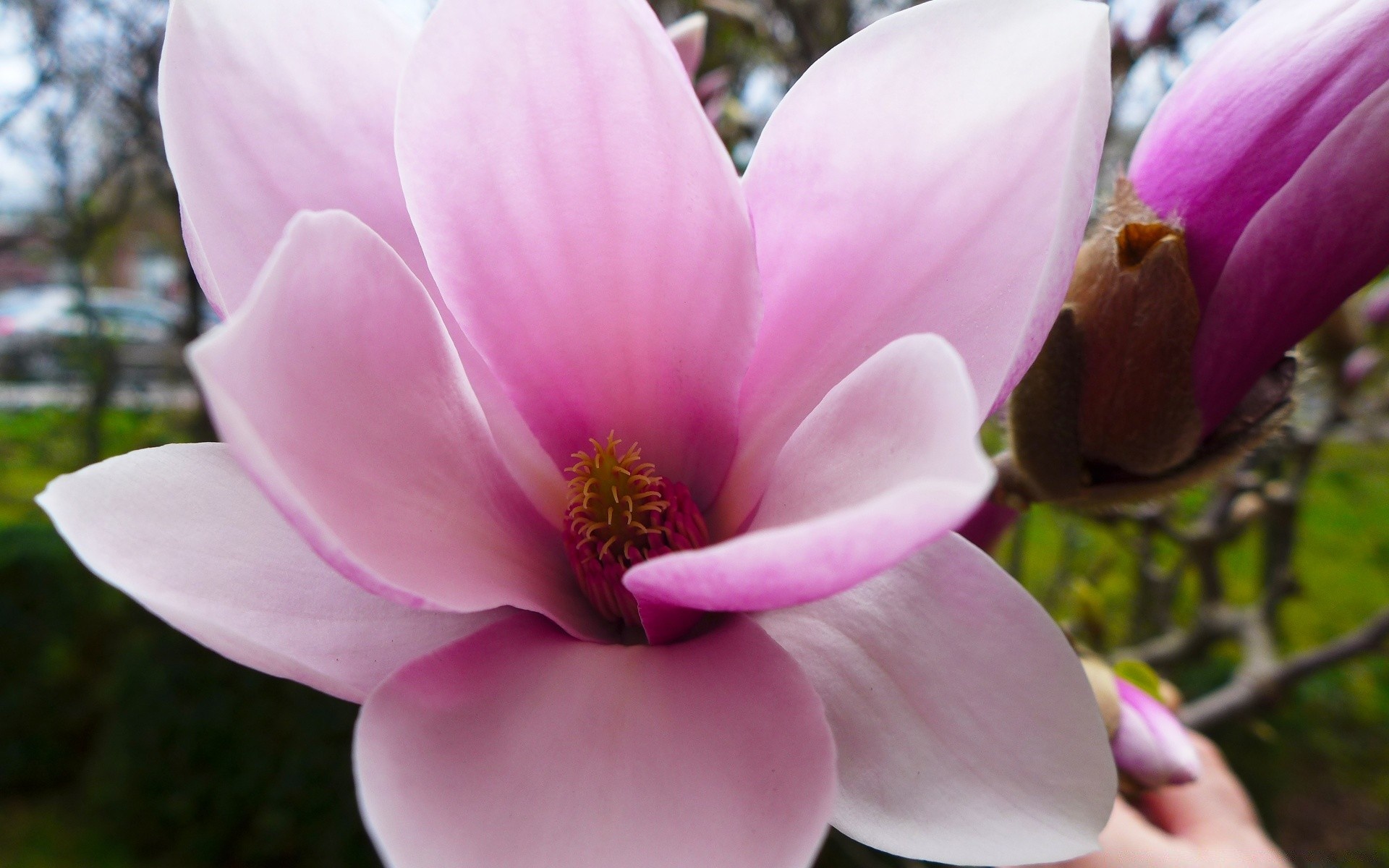 Pink magnolia flower, Nature's beauty, Floral elegance, Phone wallpaper, 1920x1200 HD Desktop