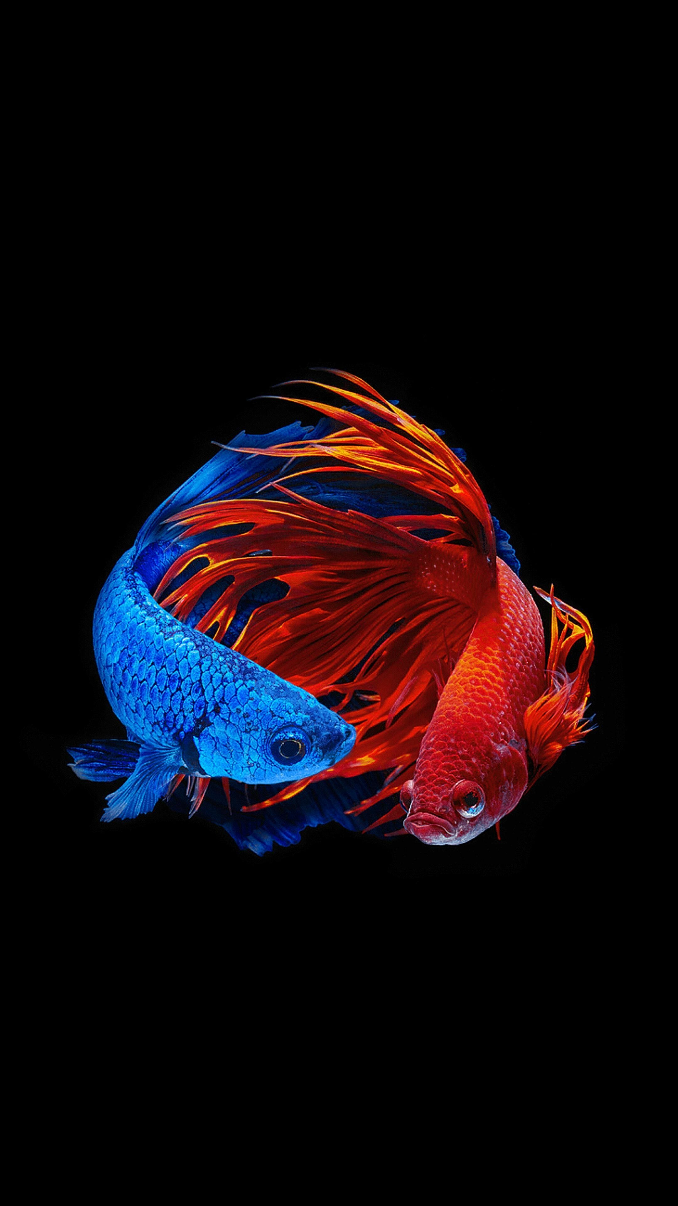 Amoled fish wallpapers, OLED display, Vibrant underwater imagery, Stunning color contrast, 2160x3840 4K Phone