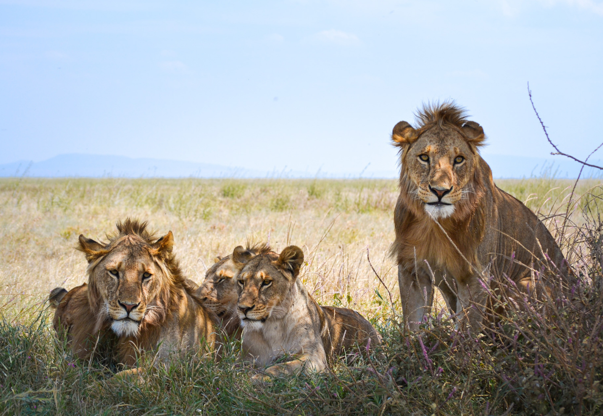 Serengeti National Park, African Miles Travel, Agency, Explore, 2050x1420 HD Desktop