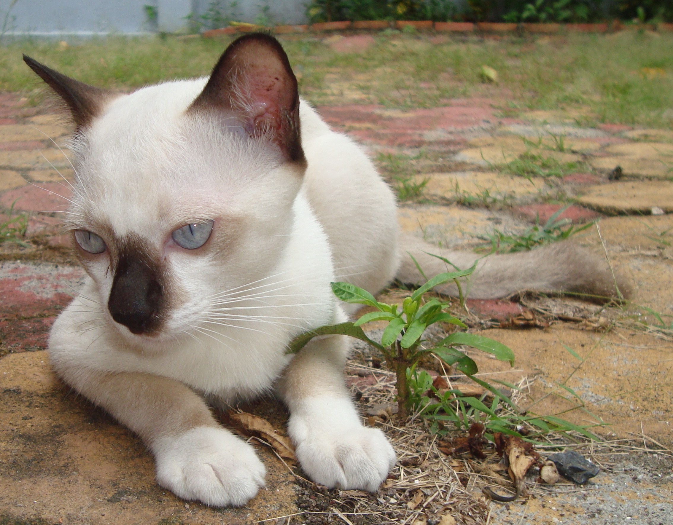 White and black Burmese Cat, Albino furry, Adorable cat, Free photo download, 2270x1780 HD Desktop