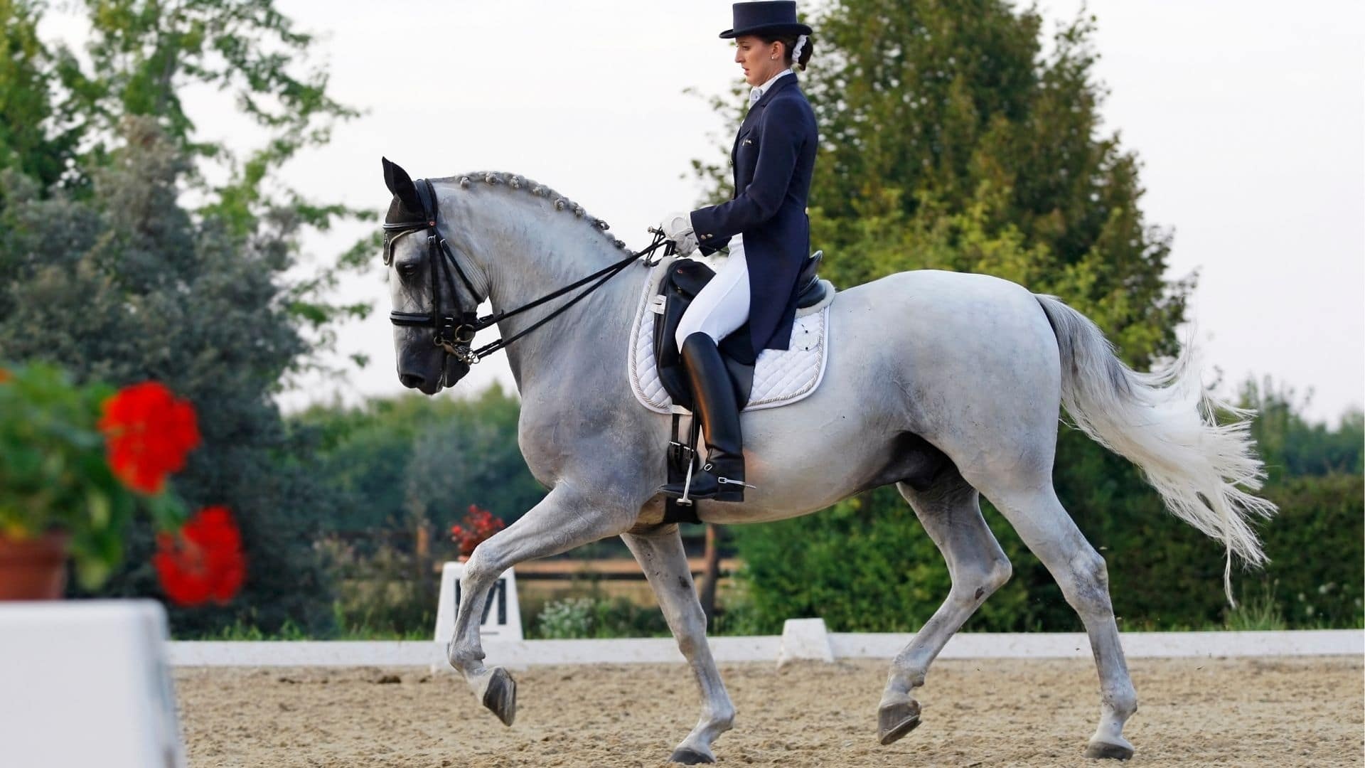 Dressage: An Andalusian horse walking, Horse training, Upper level. 1920x1080 Full HD Background.