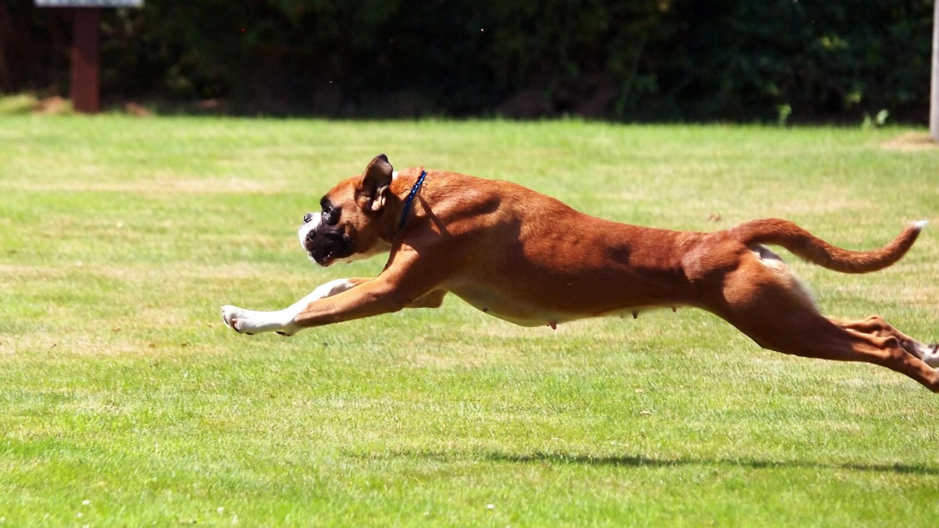 Dog Sports: Boxer Breed, High-energy Pet, Park Training. 1920x1080 Full HD Wallpaper.