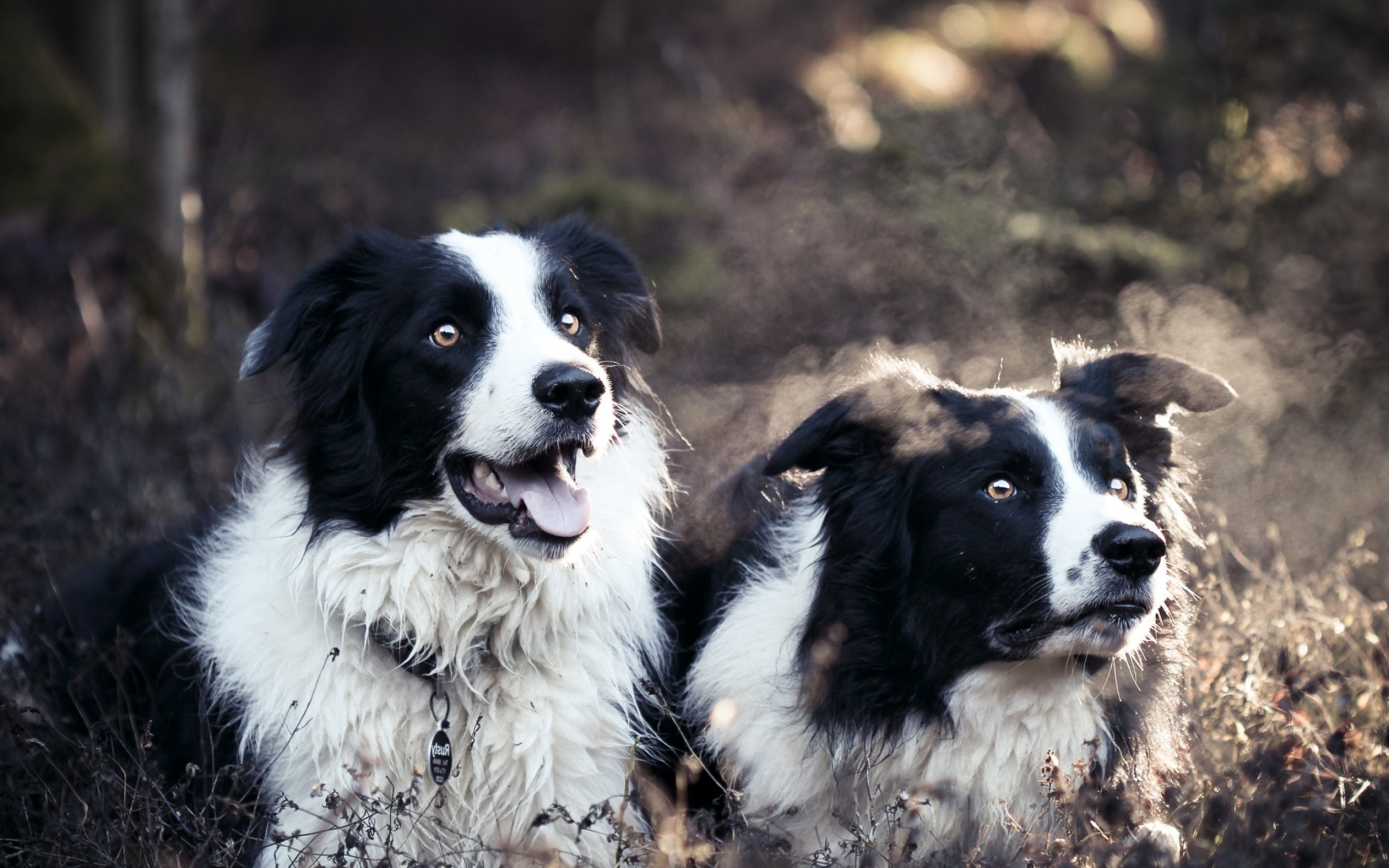 Collie wallpapers, Canine beauty, Border Collie charm, Stunning HD visuals, 2560x1600 HD Desktop