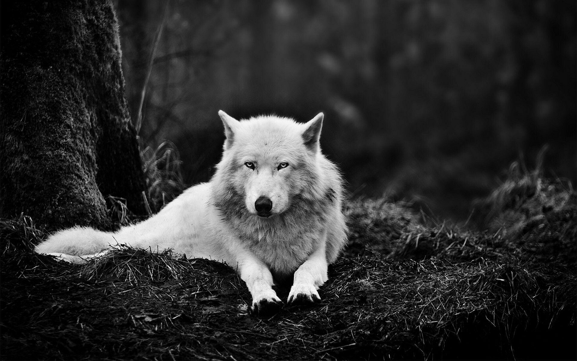 Wolf: Except out of desperation, wolves tend to avoid hunting on the fringes of their range to avoid fatal confrontations with neighboring packs. 1920x1200 HD Background.
