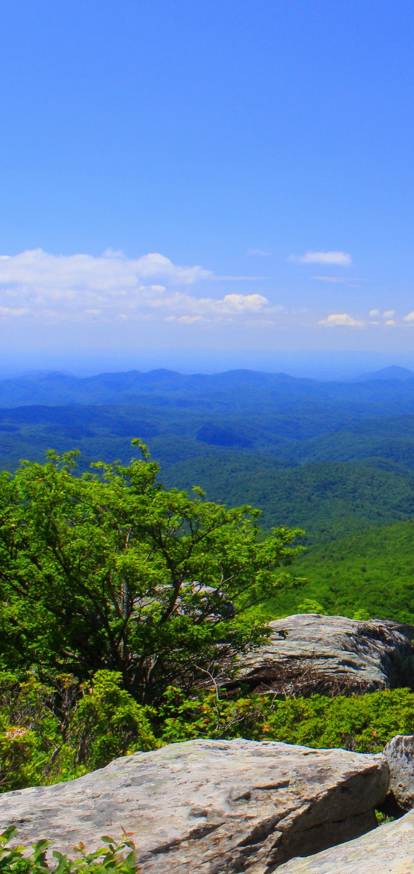 North Carolina: One of the Thirteen Colonies, established as a royal colony in 1729. 1440x3040 HD Background.