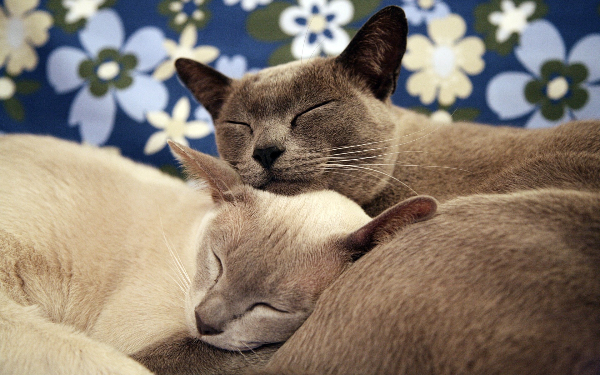 Cat sleep wallpaper, Cute felines, Relaxing image, Peaceful slumber, 1920x1200 HD Desktop