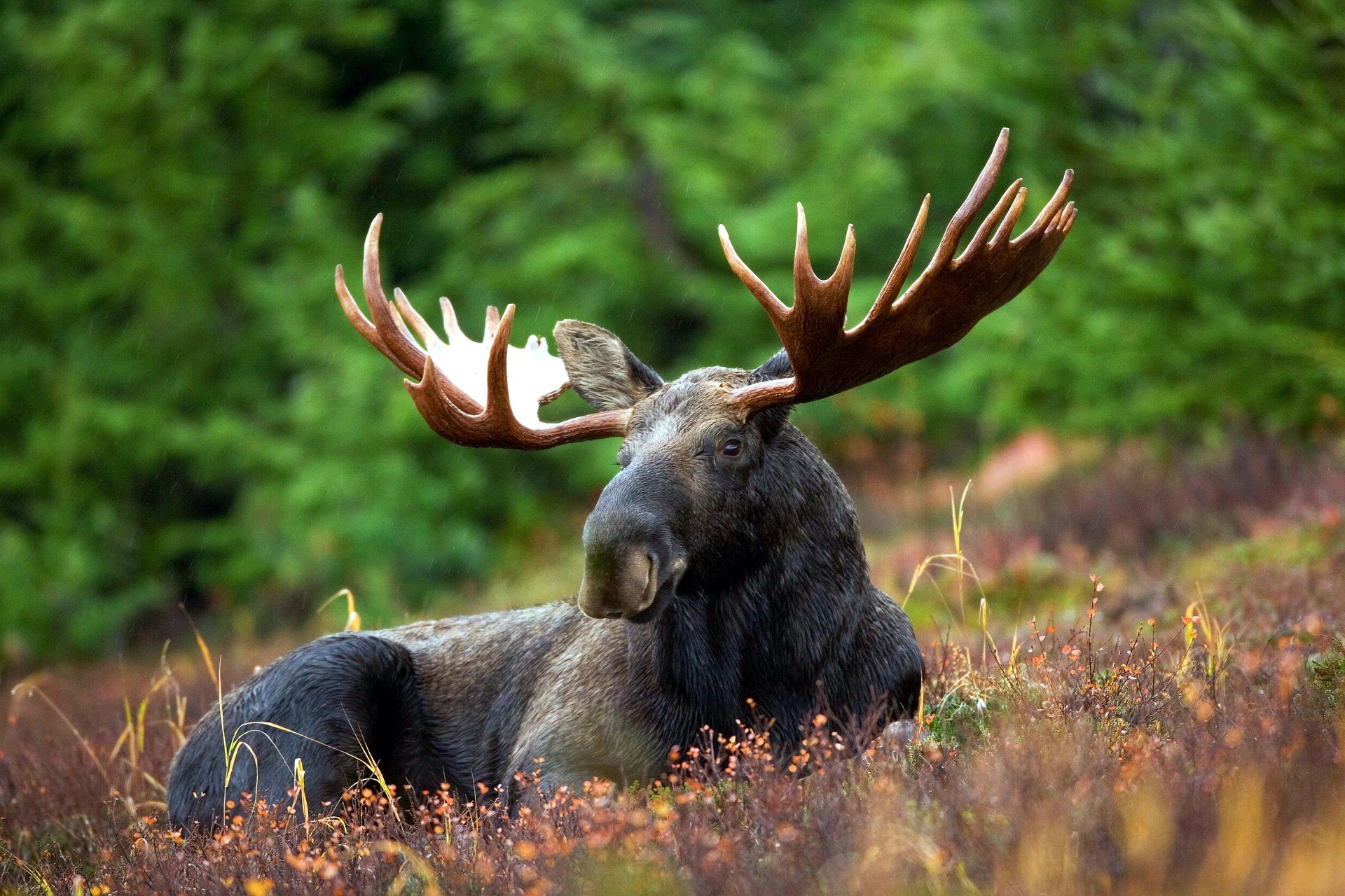 Wild moose, Jungle adventure, Nature's serenity, Wildlife photography, 1920x1280 HD Desktop