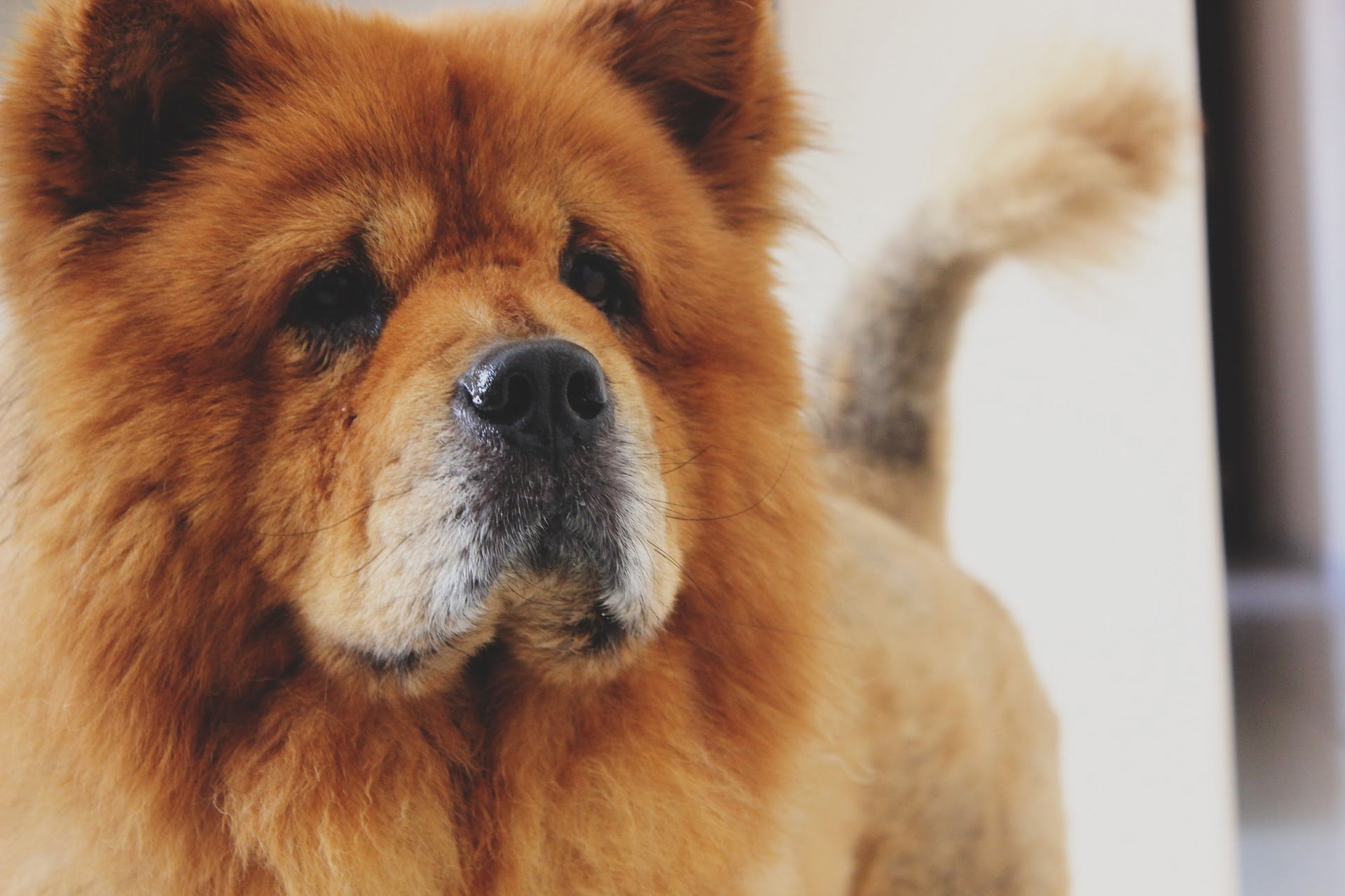 Chow Chow, Breed profile, Dream Dogs, 1920x1280 HD Desktop