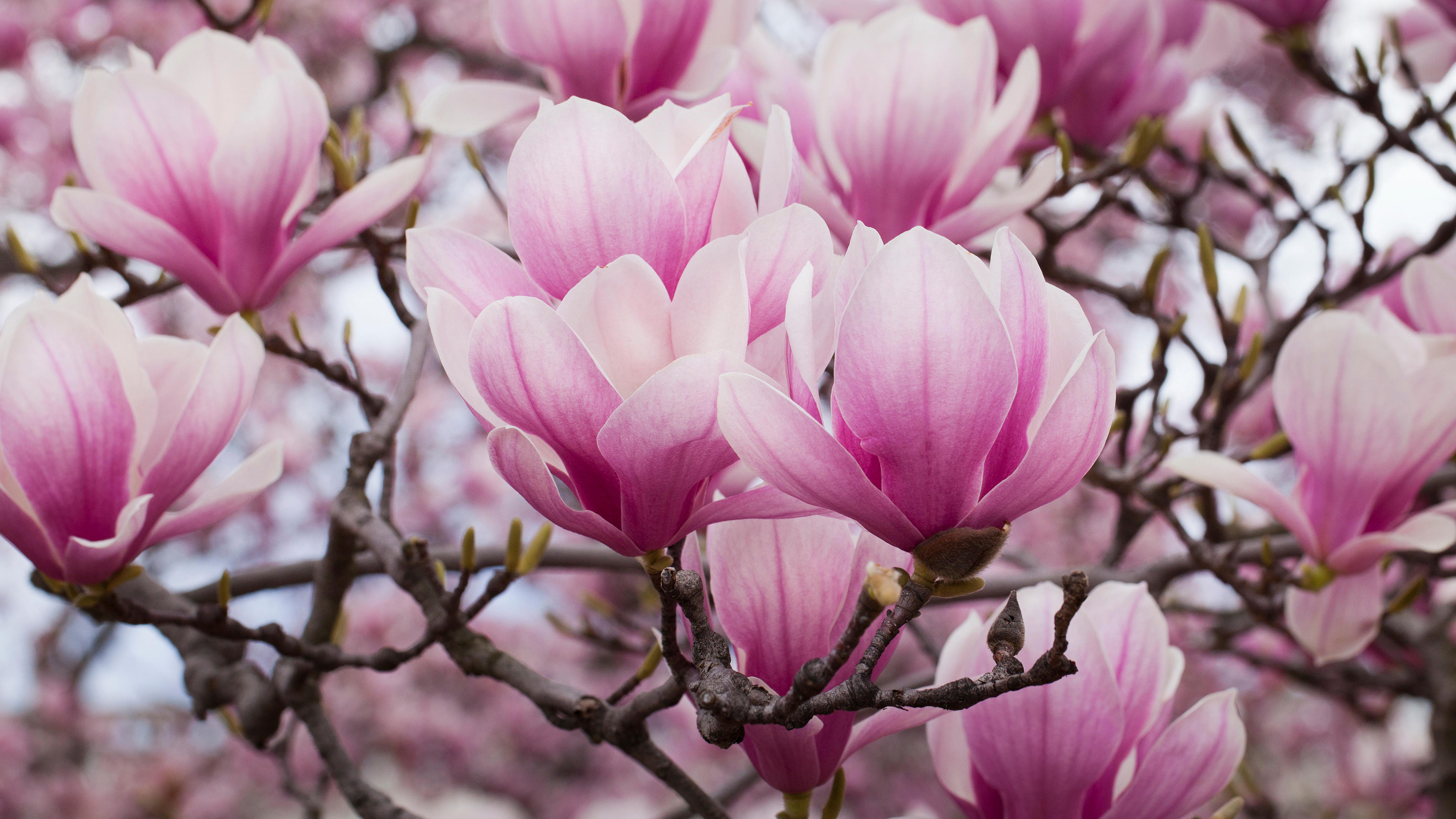 Popular varieties, Magnolia trees, Gardening guide, Gardeningetc, 3200x1800 HD Desktop