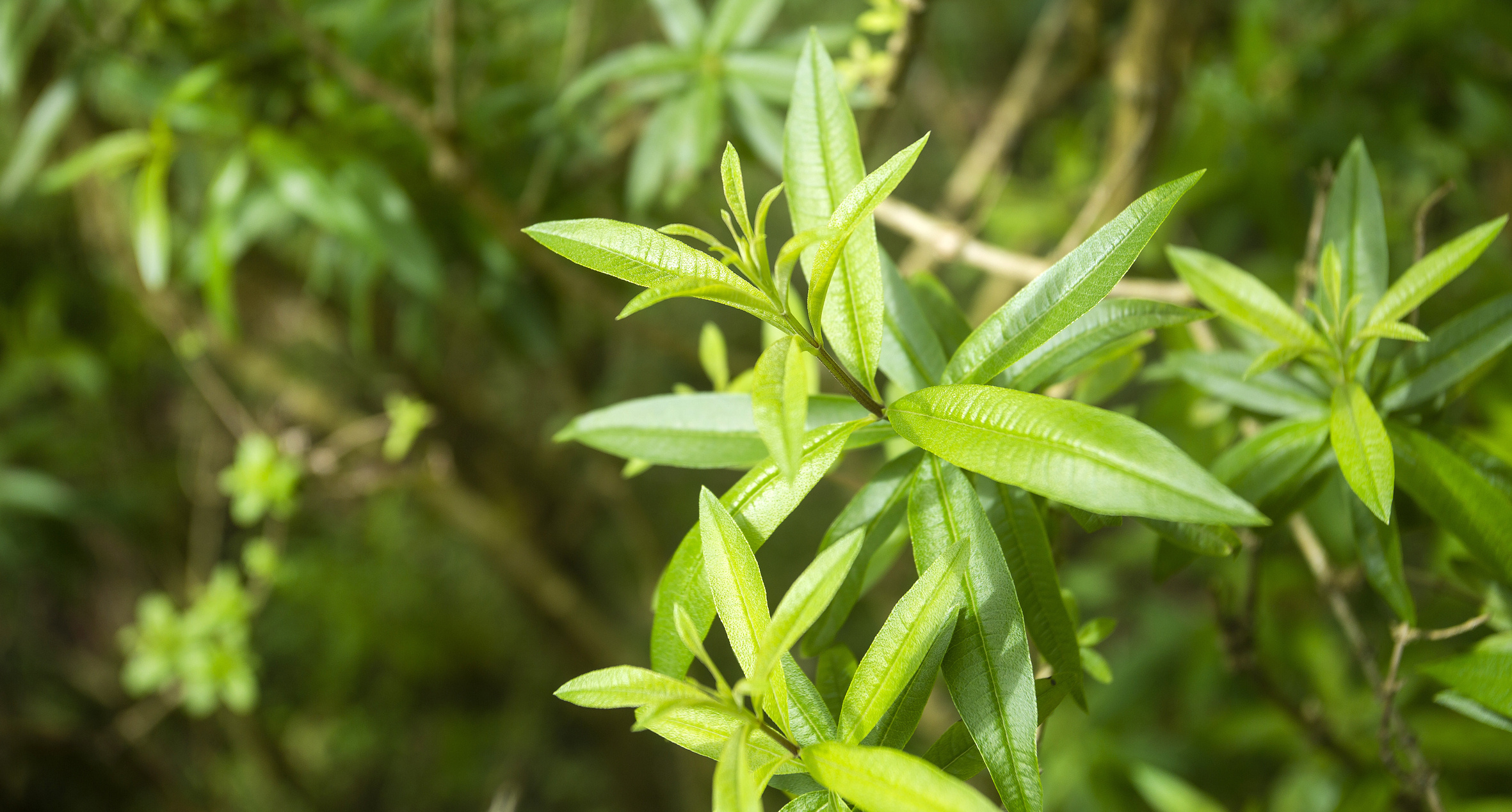 Zitronenverbene Eigenschaften, Lemon verbena, Lemon-scented herb, Aromatic plant, 2370x1270 HD Desktop