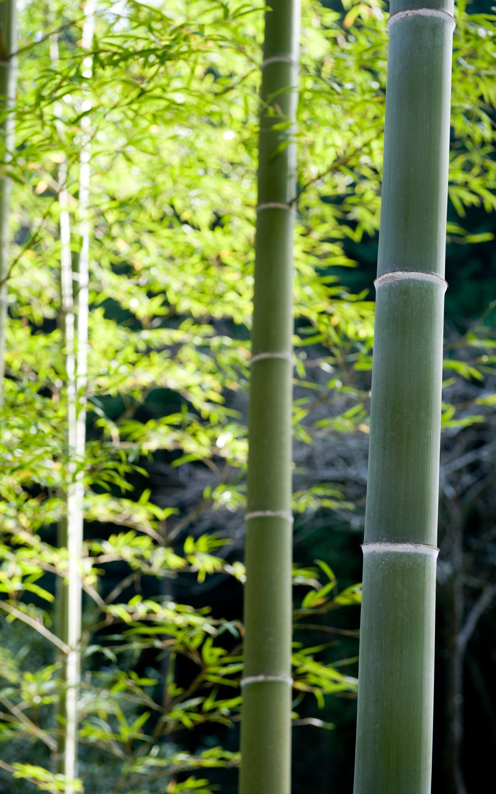 Bamboo: Forest, Nature, A woody plant with a hollow stem that's in the grass family. 1600x2560 HD Background.