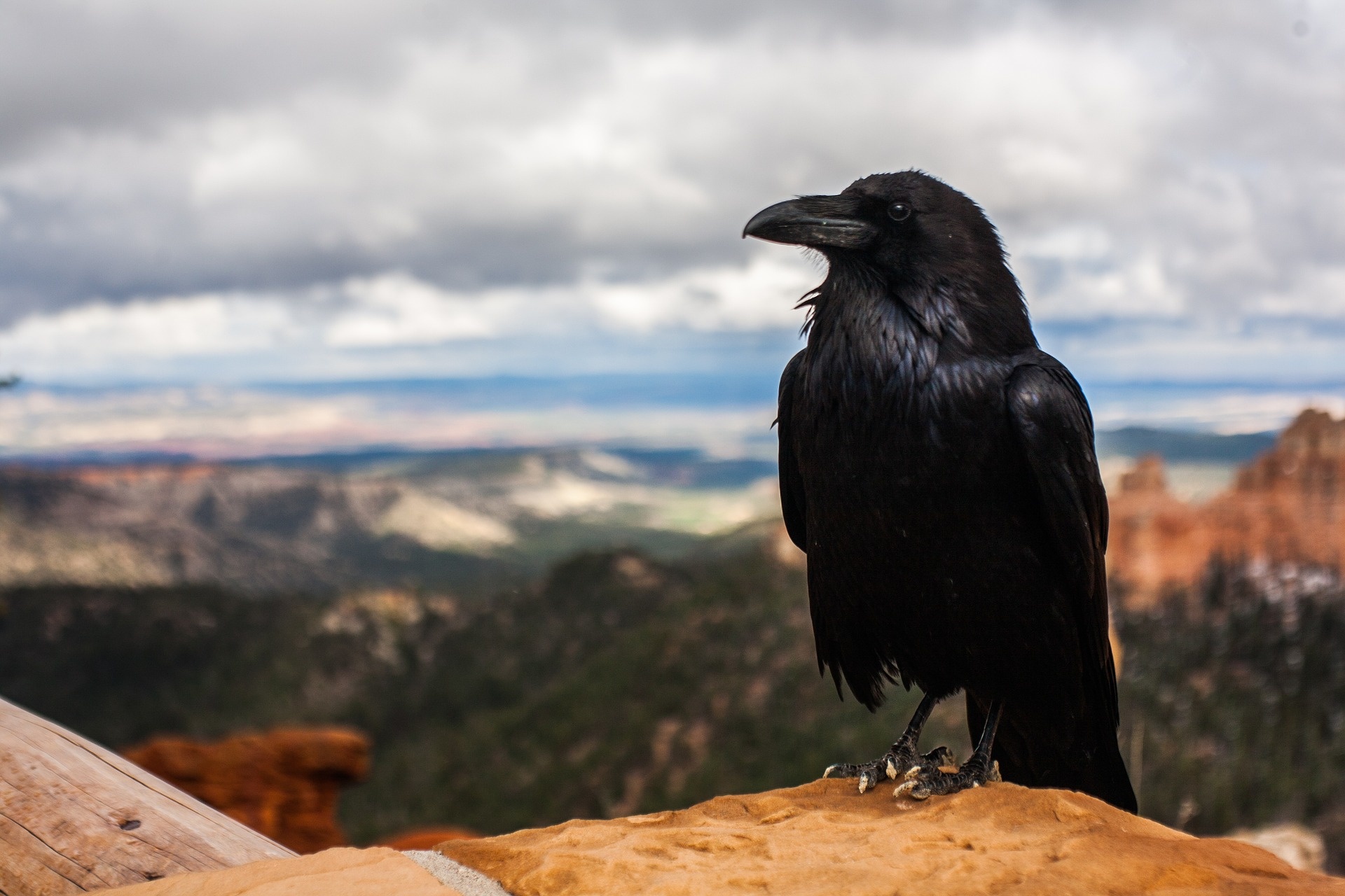 Surprising raven facts, Spooky, Chirp Nature Center, Raven, 1920x1280 HD Desktop