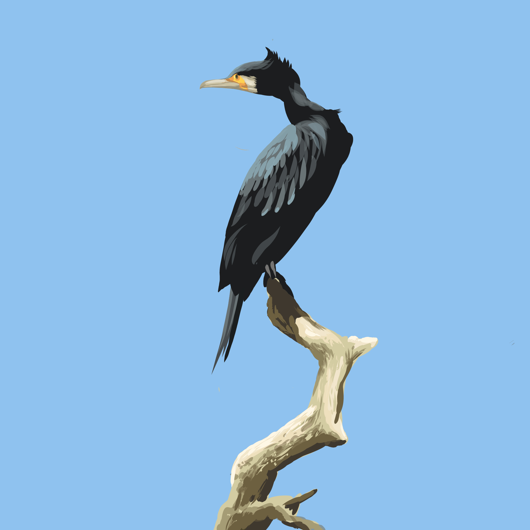 Cormorant at Rushy Common, Bird sighting, Nature's retreat, Feathered elegance, 2100x2100 HD Phone