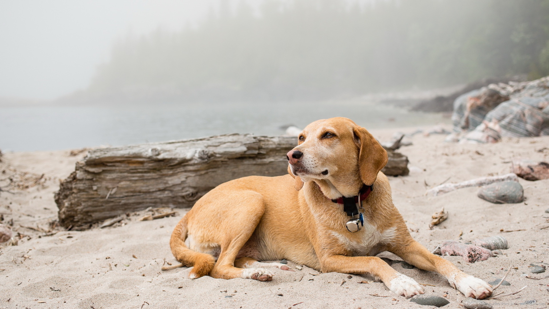 Dogs on the beach wallpaper, Fun in the sun, Beach vibes, Joyful moments, 1920x1080 Full HD Desktop
