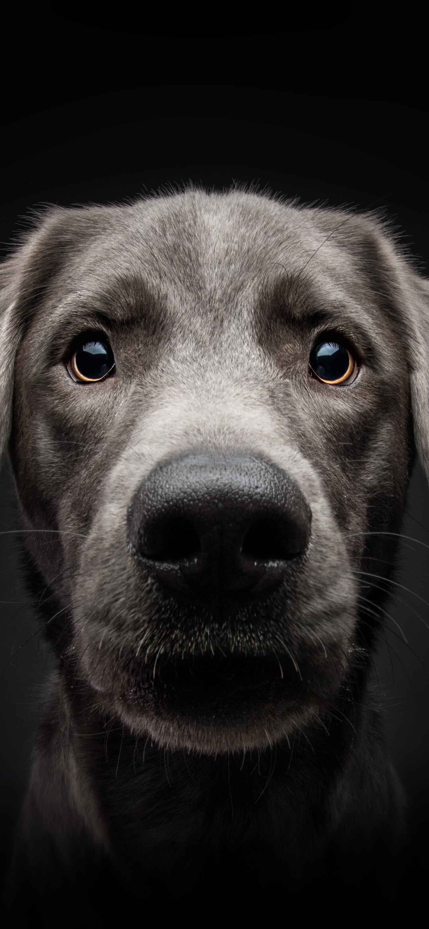 Dog: Canids communicate by scent signals and vocalizations.. 1500x3240 HD Background.