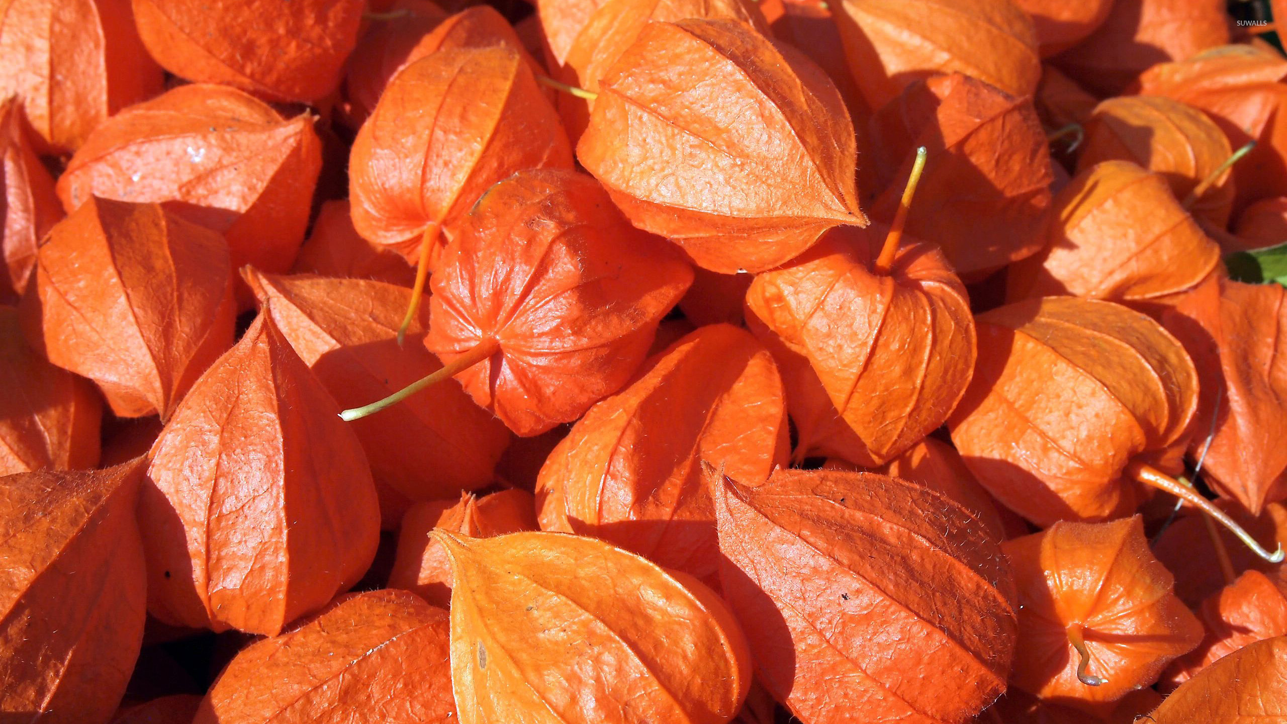 Physalis: A small round orange berry in a papery outer covering. 2560x1440 HD Wallpaper.