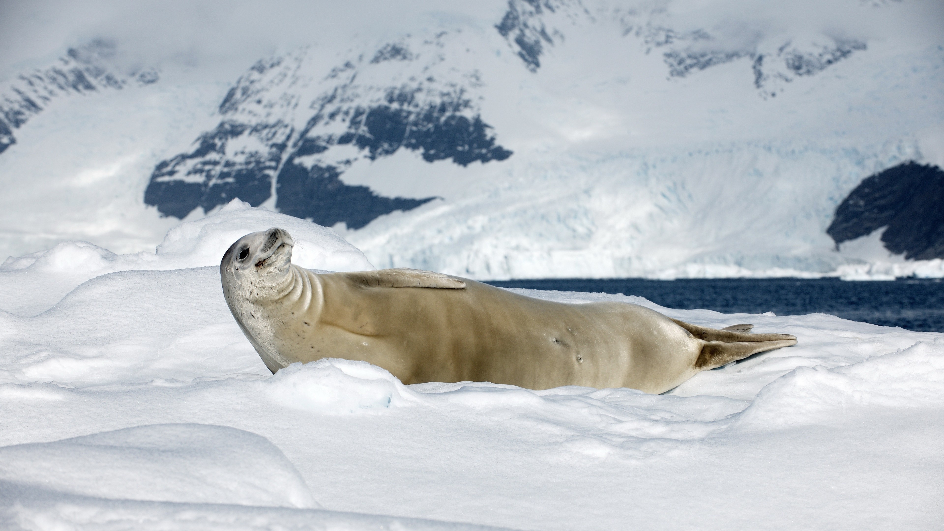 Smiling seal wallpaper, Crabeater seal in snow, Sunny day beauty, Adorable animal, 3840x2160 4K Desktop
