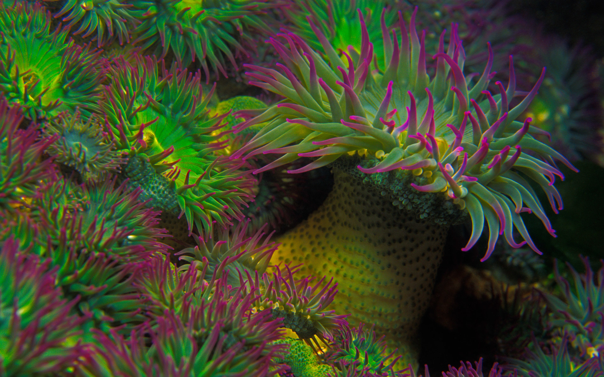 Breathtaking sea anemone, Mesmerizing display, 1920x1080 beauty, Nature's vividness, 1920x1200 HD Desktop