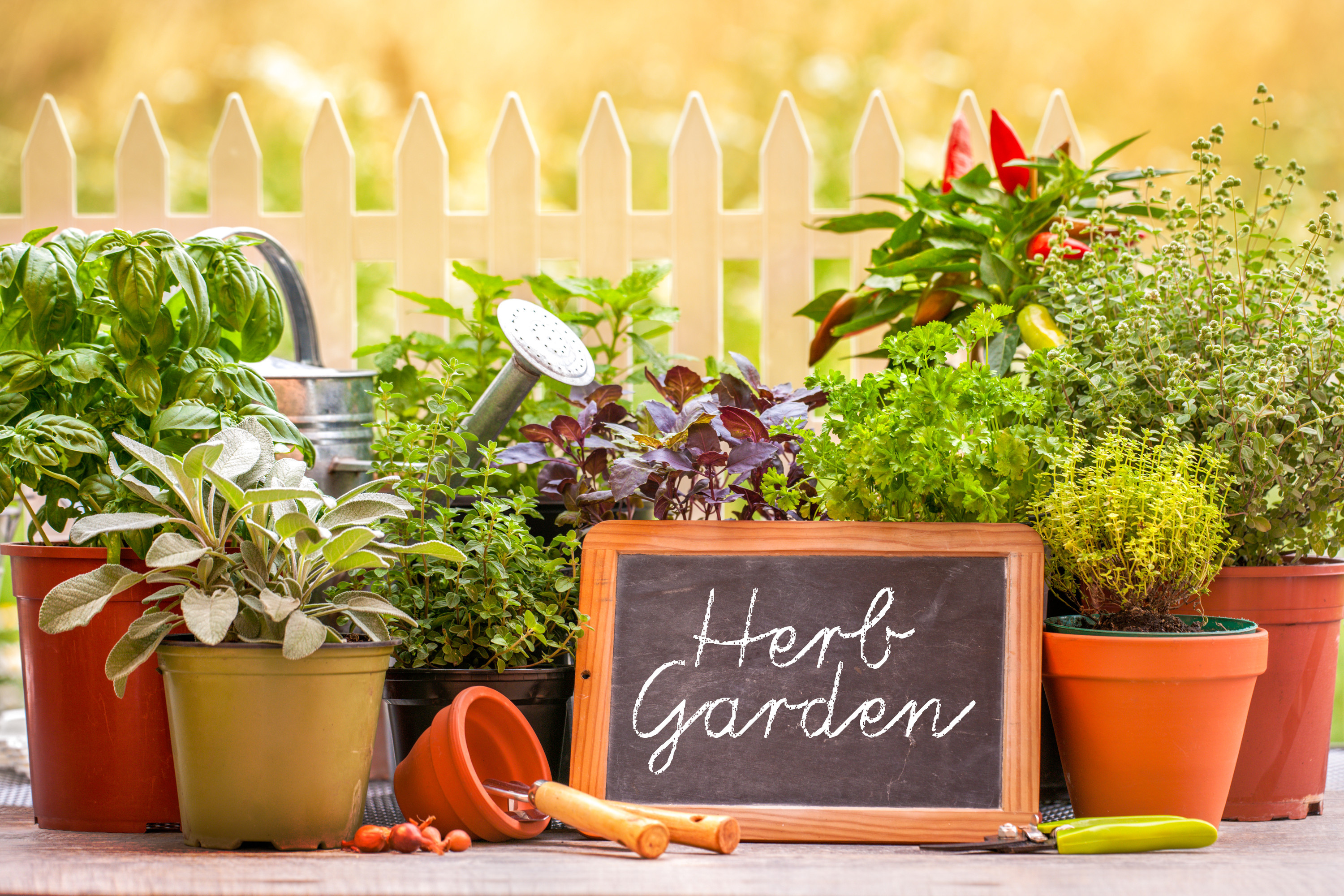 Enhance any garden, Herbs, Herb plants, Food, 3000x2000 HD Desktop